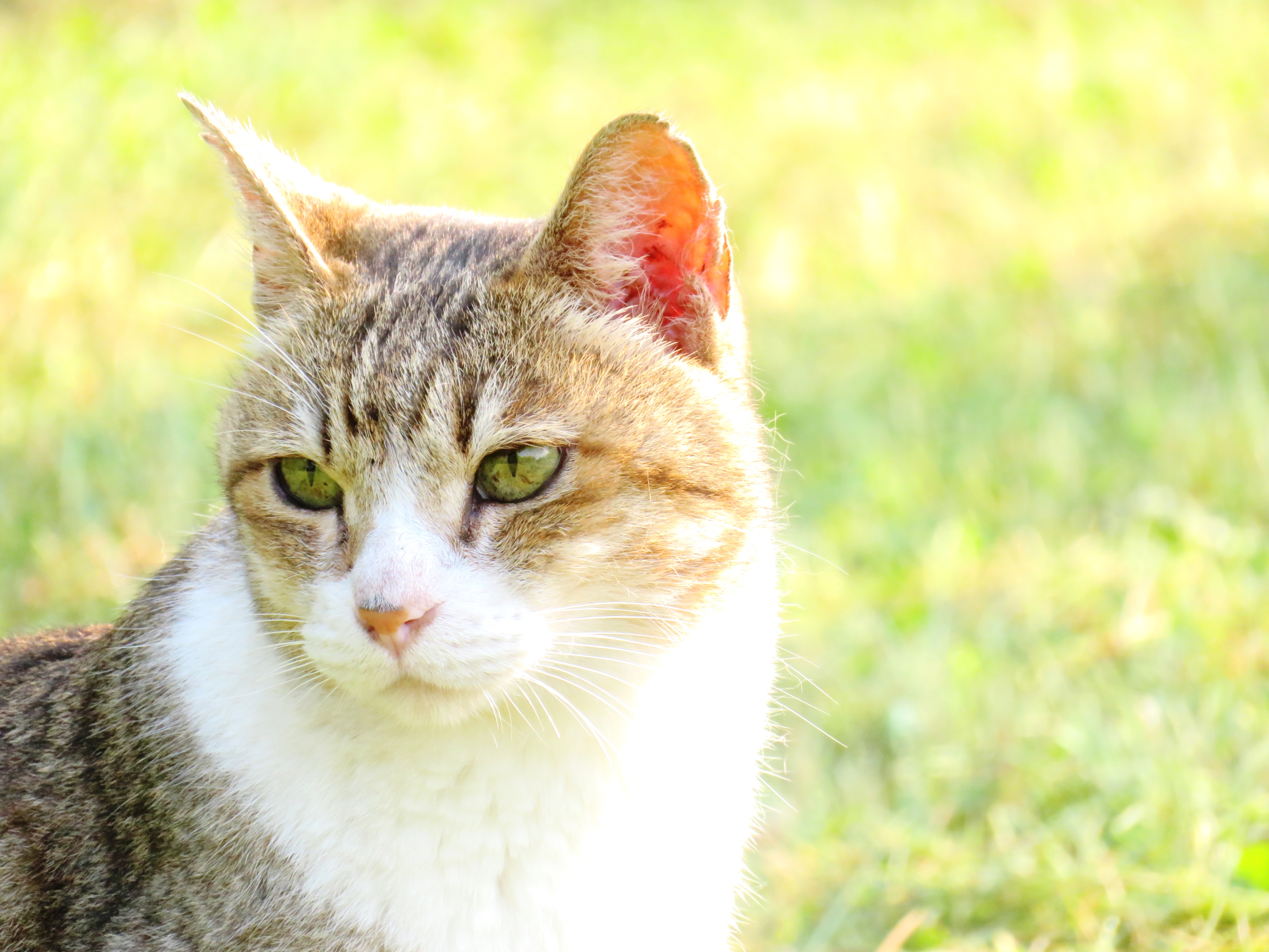 ねこ、風太　巡回