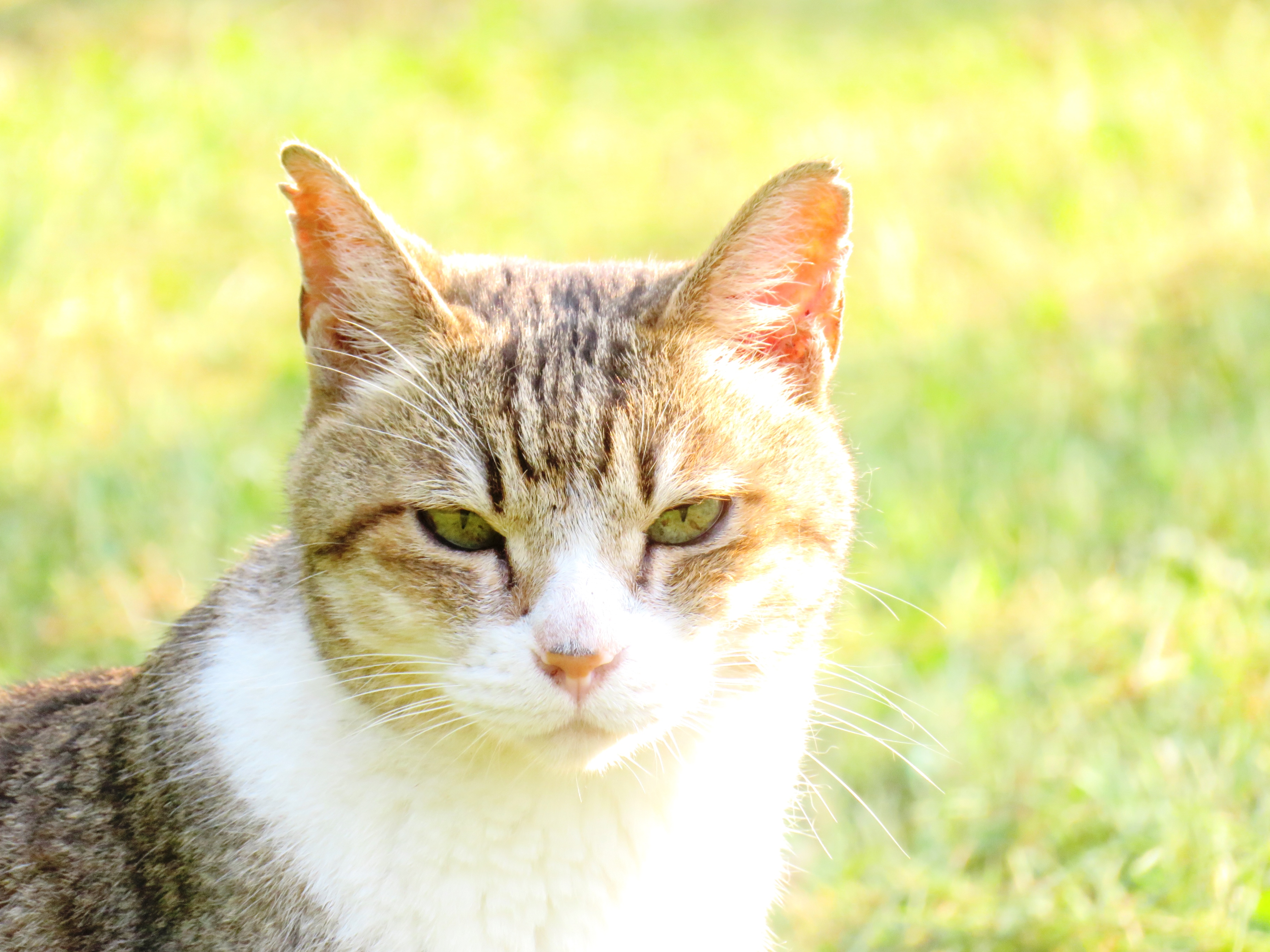ねこ、風太　巡回