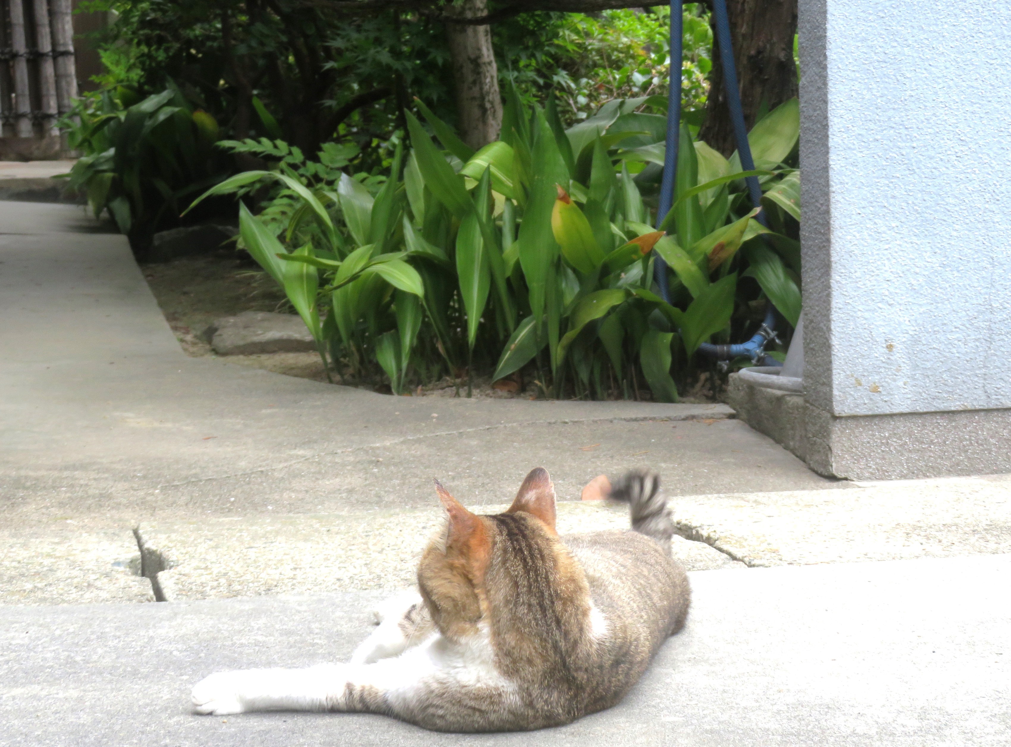 ねこ、風太 巡回