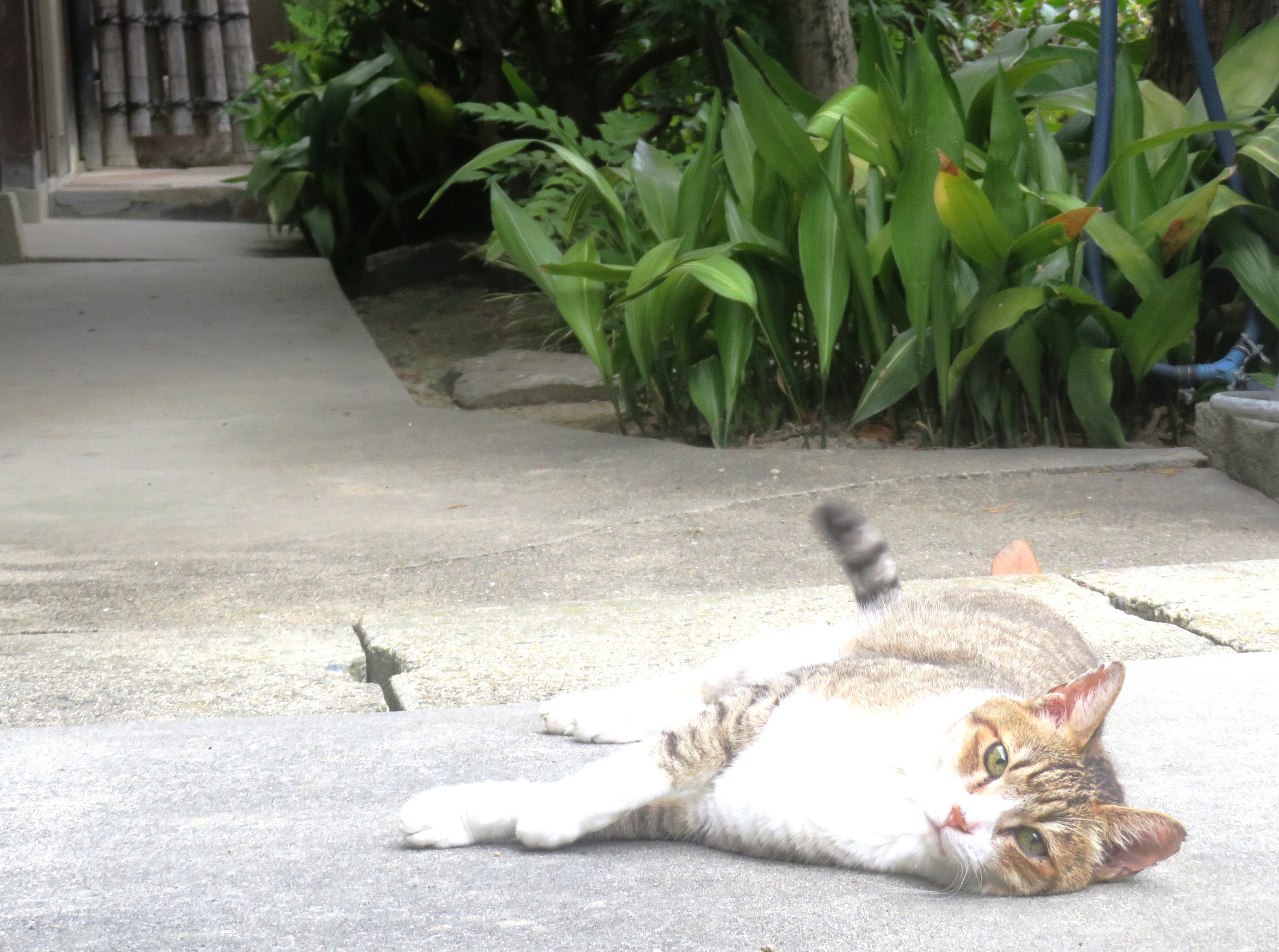 ねこ、風太 巡回
