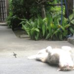 ねこ、風太　巡回