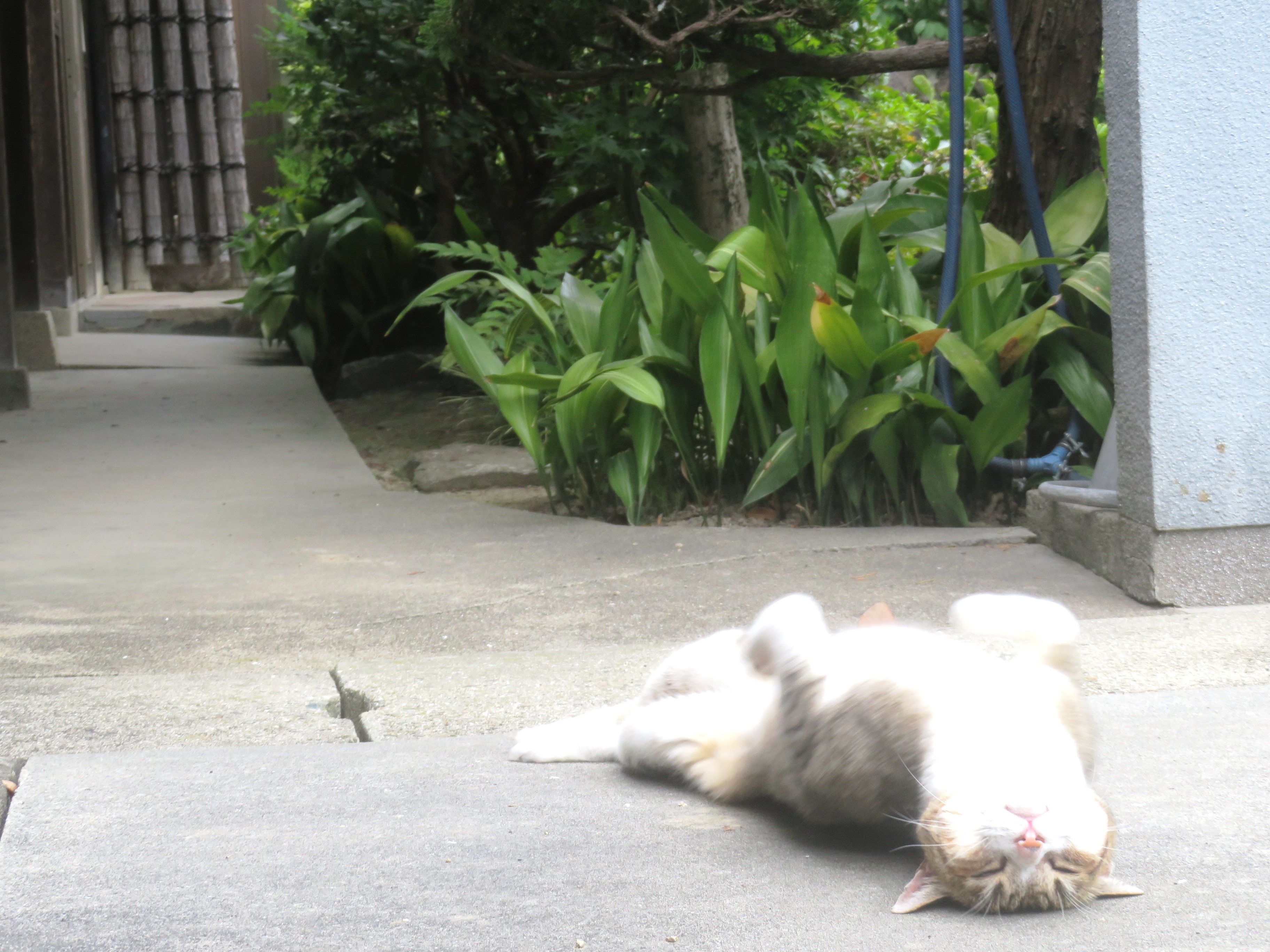 ねこ、風太 巡回