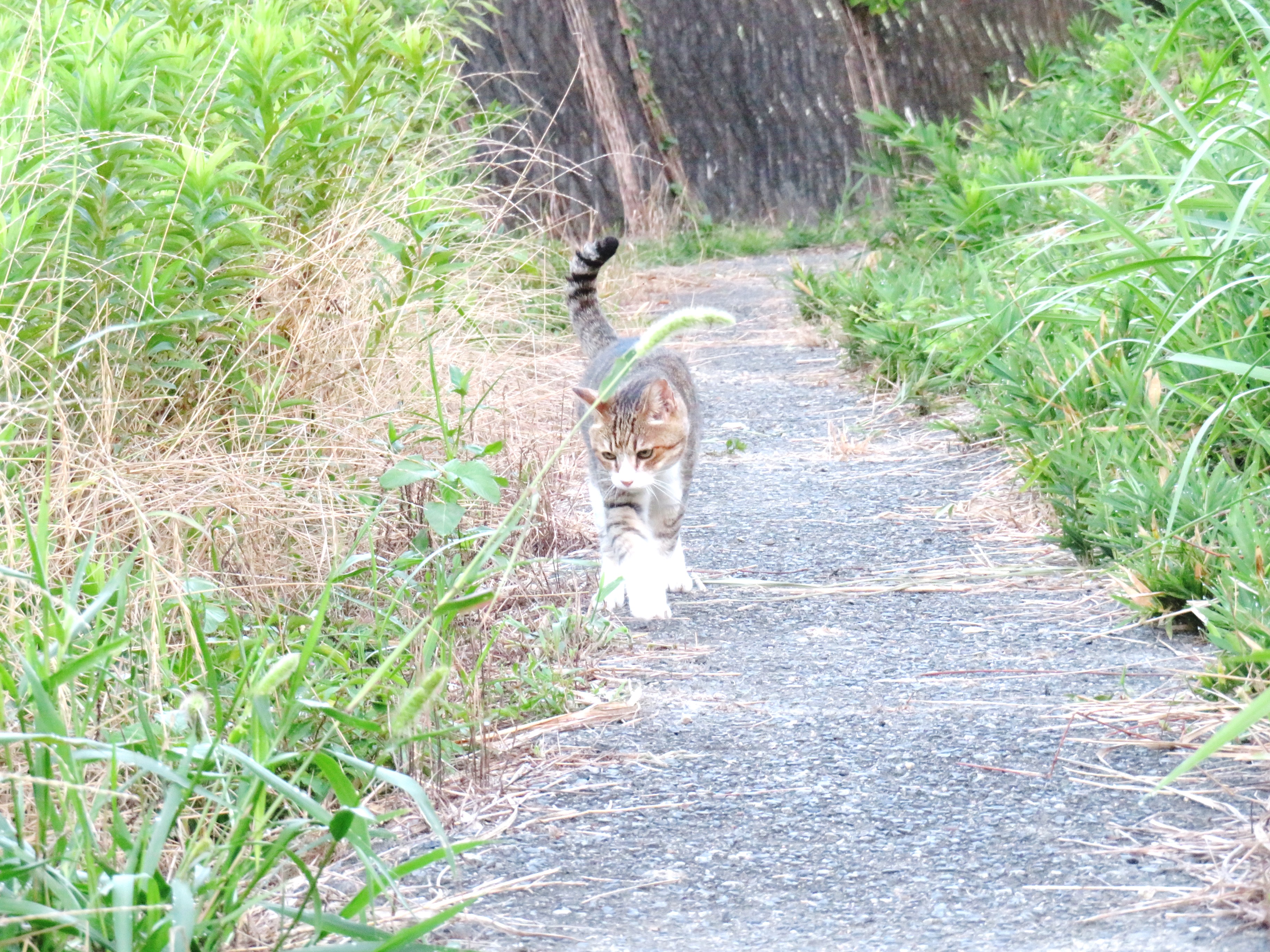 ねこ、風太　巡回