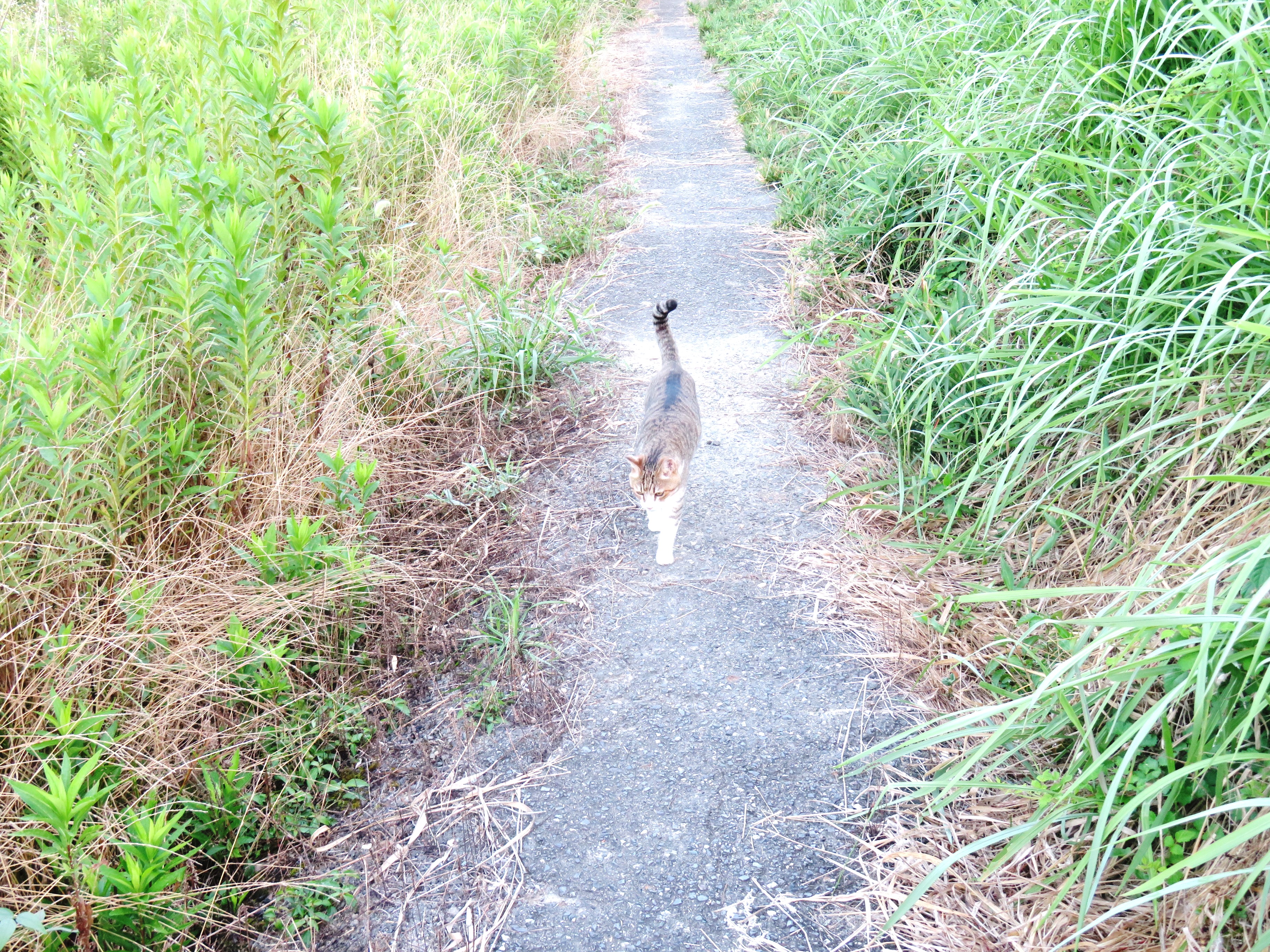 ねこ、風太　巡回