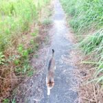 ねこ、風太　巡回