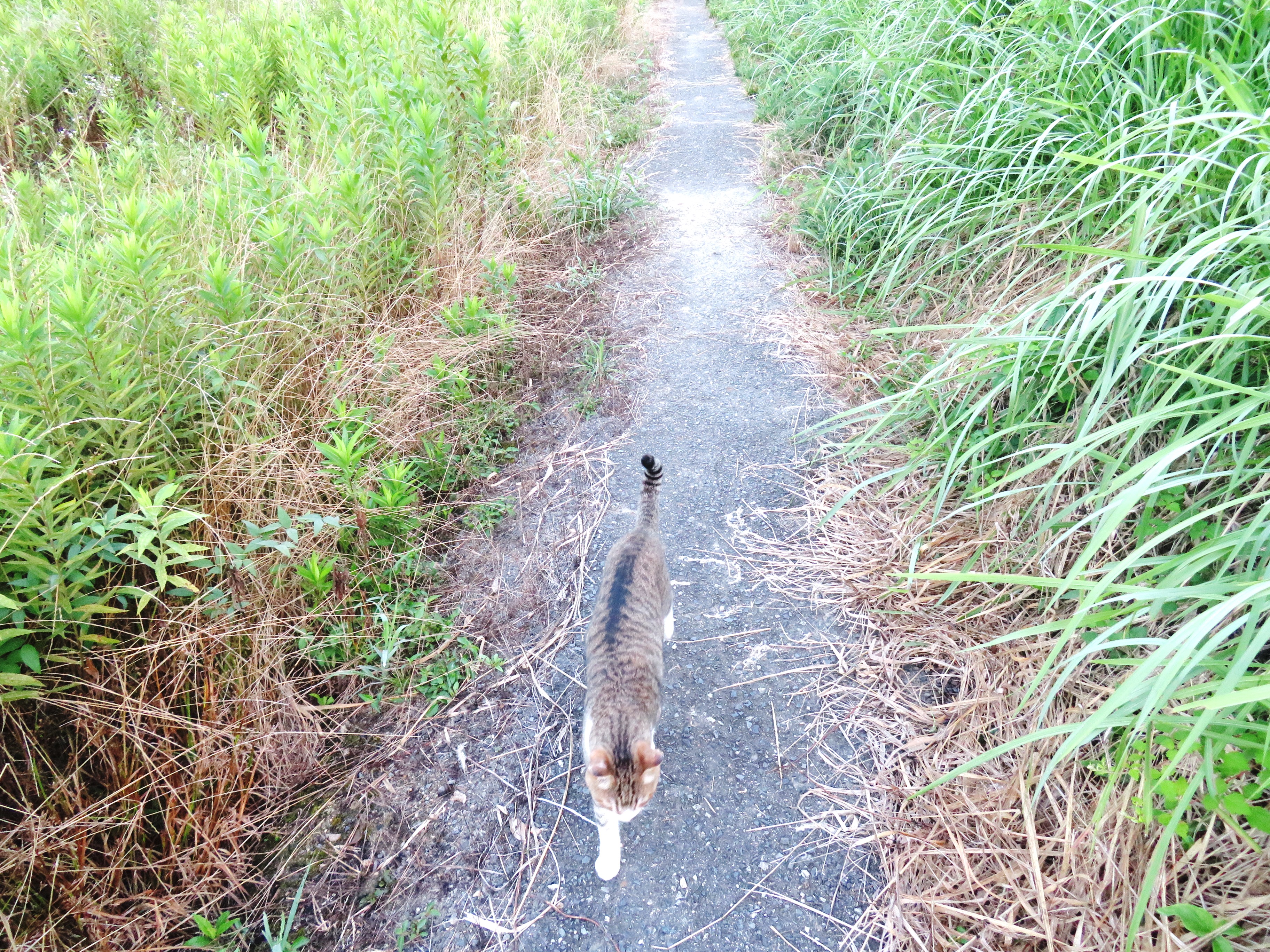 ねこ、風太　巡回