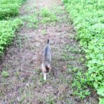 ねこ、風太　巡回