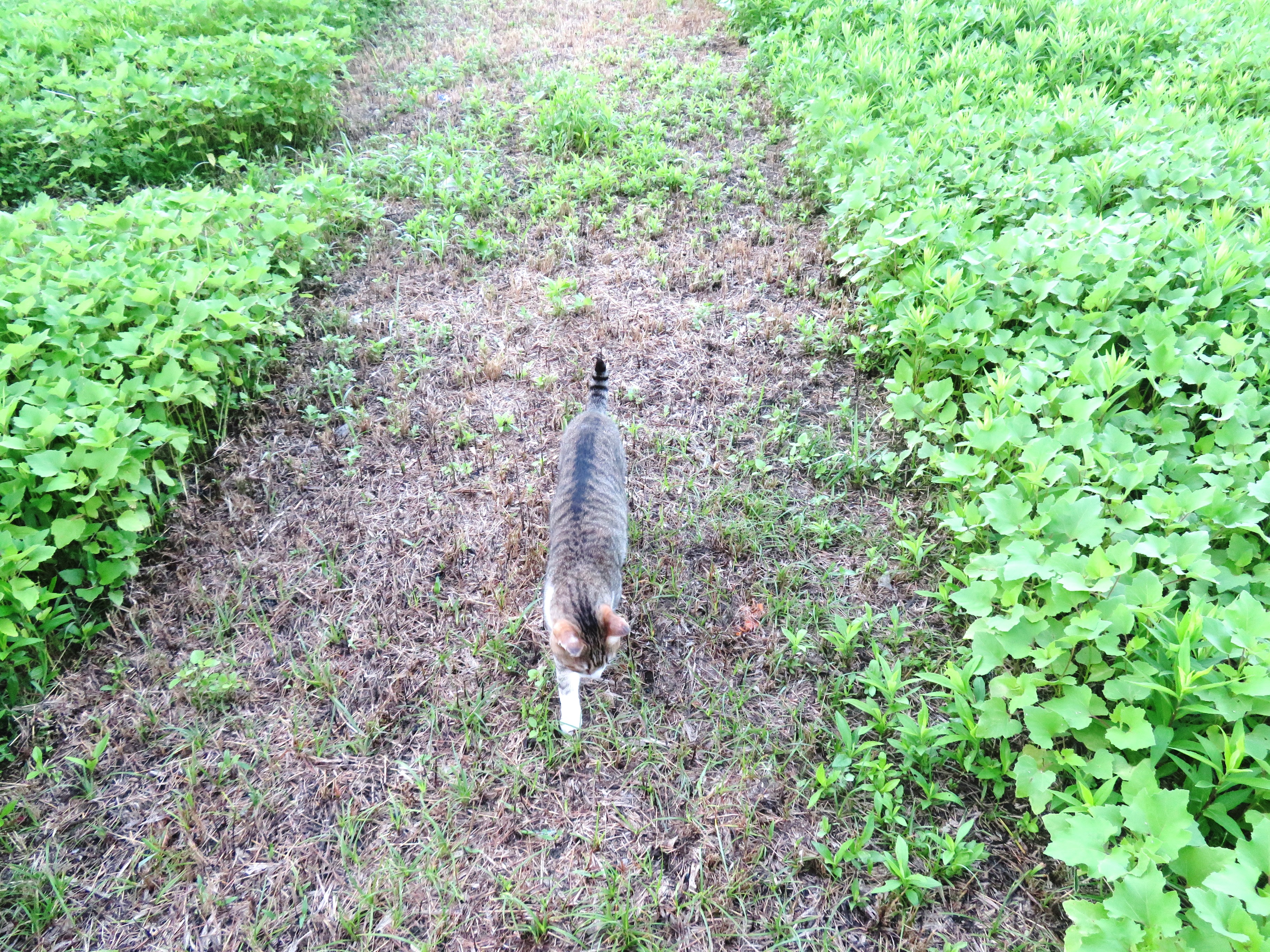 ねこ、風太　巡回
