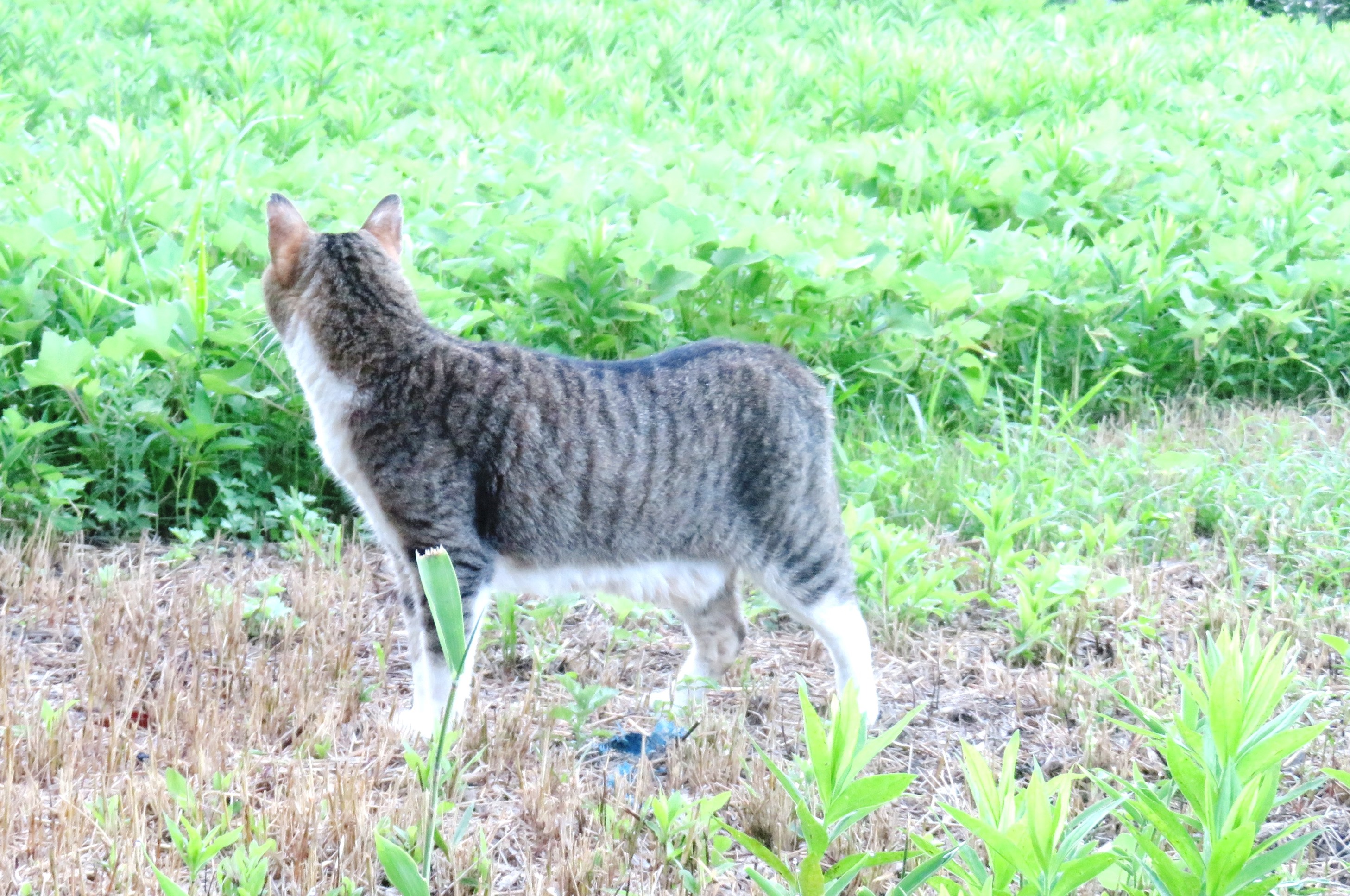 ねこ、風太　巡回