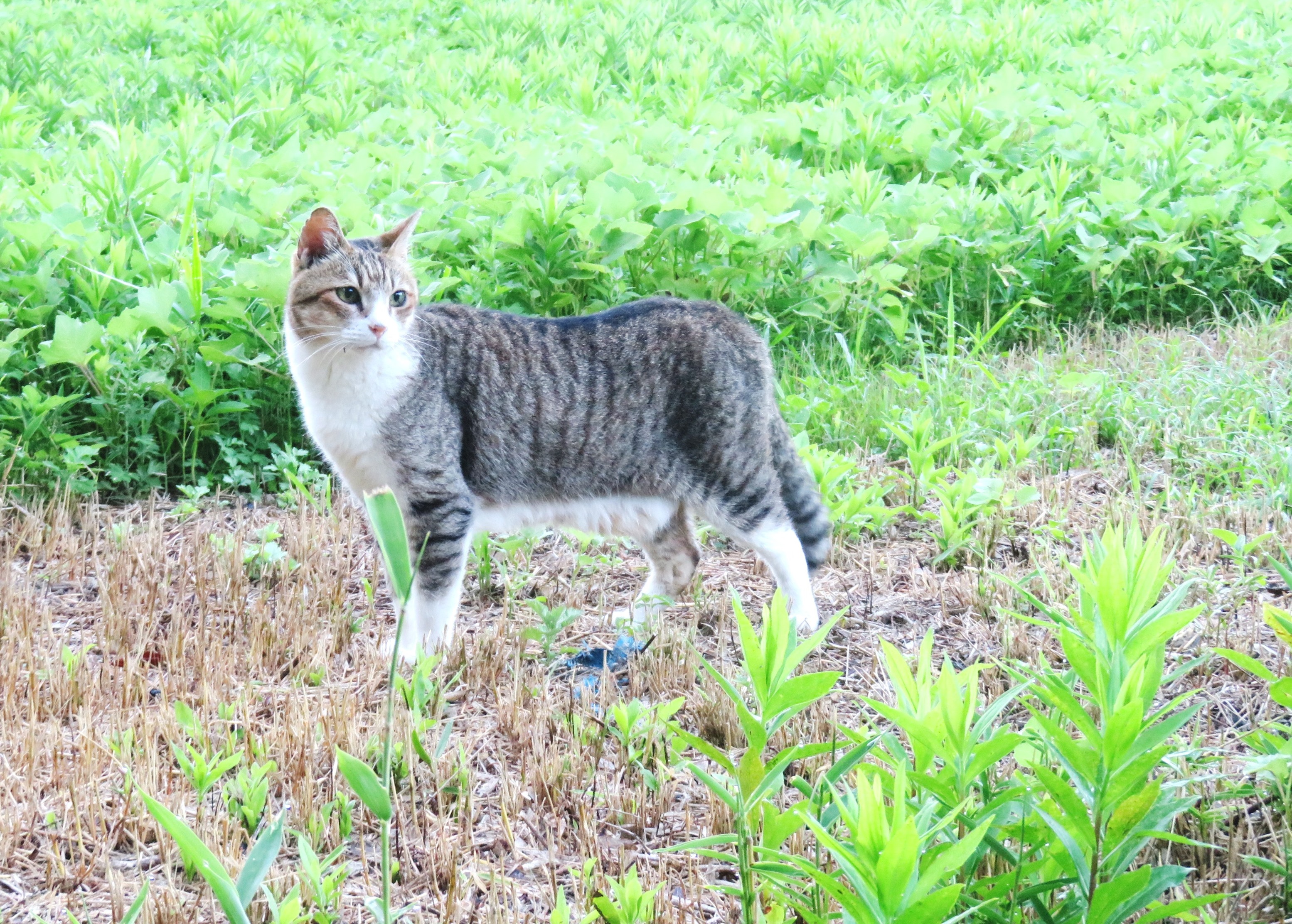 ねこ、風太　巡回