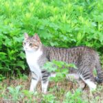 ねこ、風太　巡回