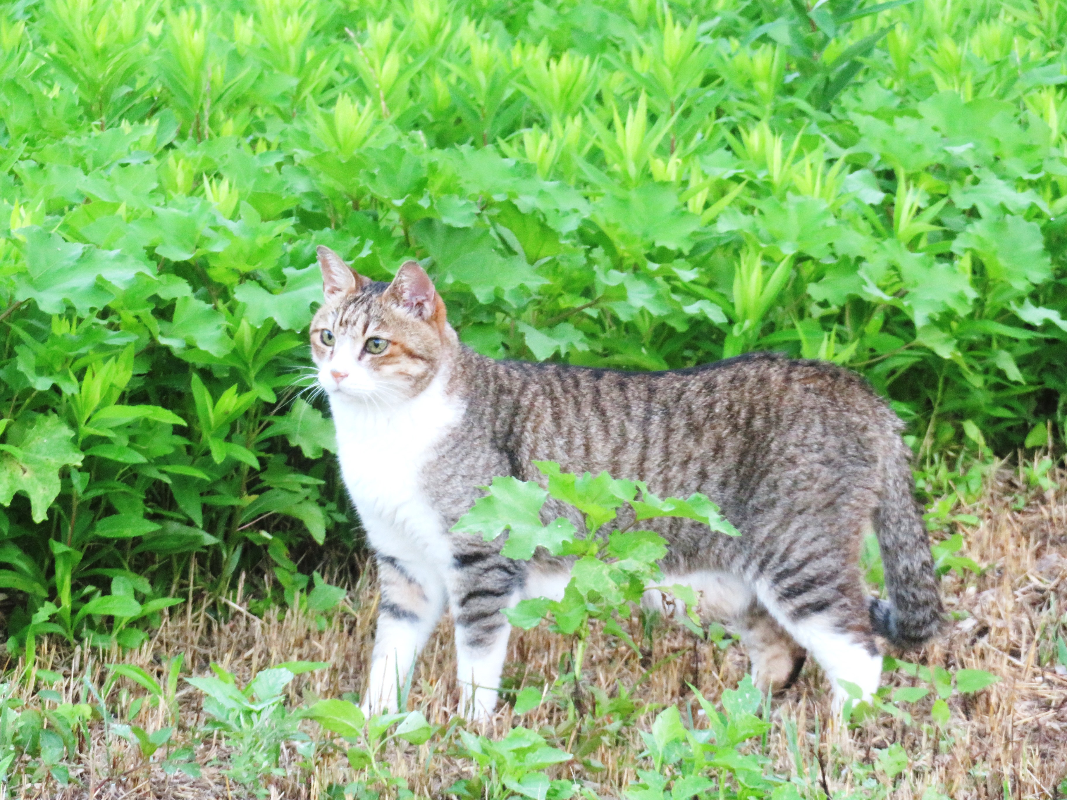 ねこ、風太　巡回