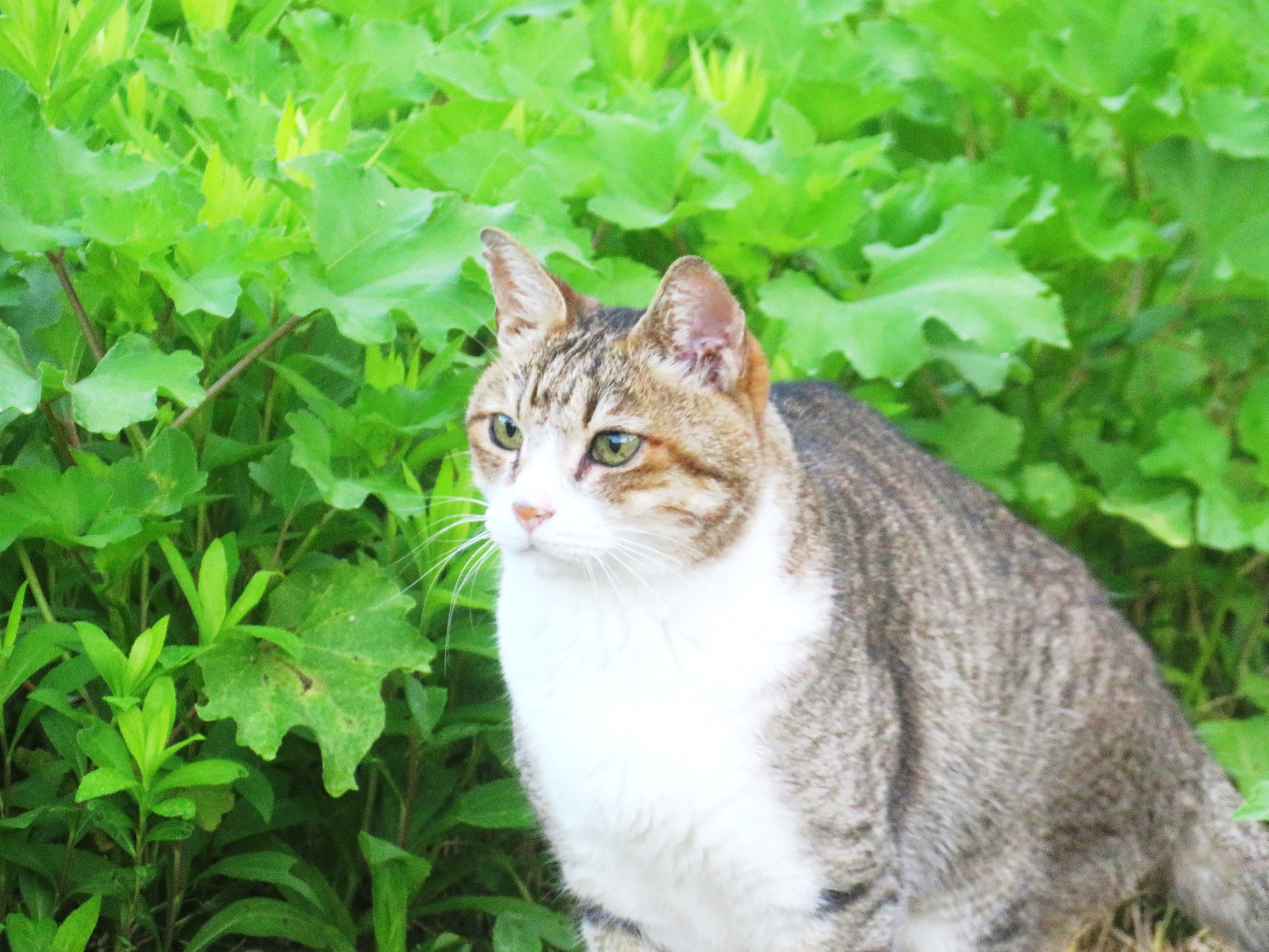 ねこ、風太　巡回