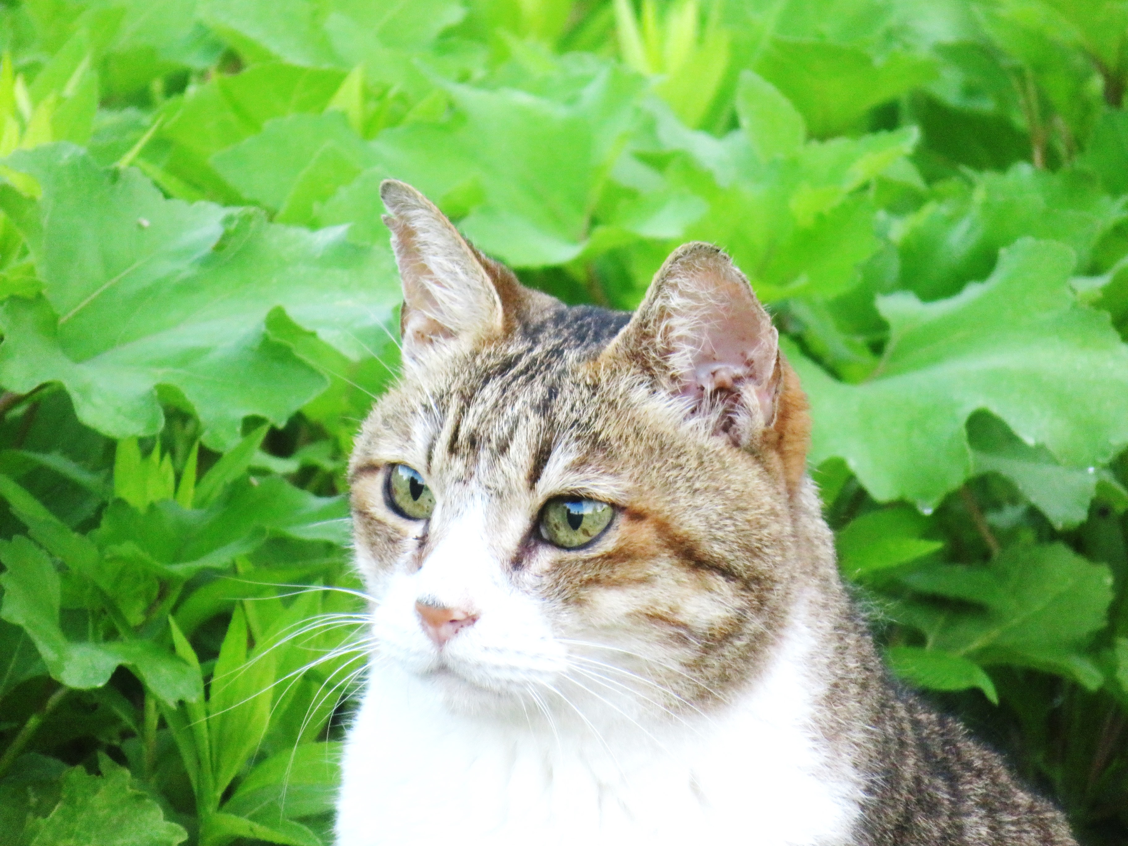 ねこ、風太　巡回