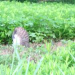 ねこ、風太　巡回