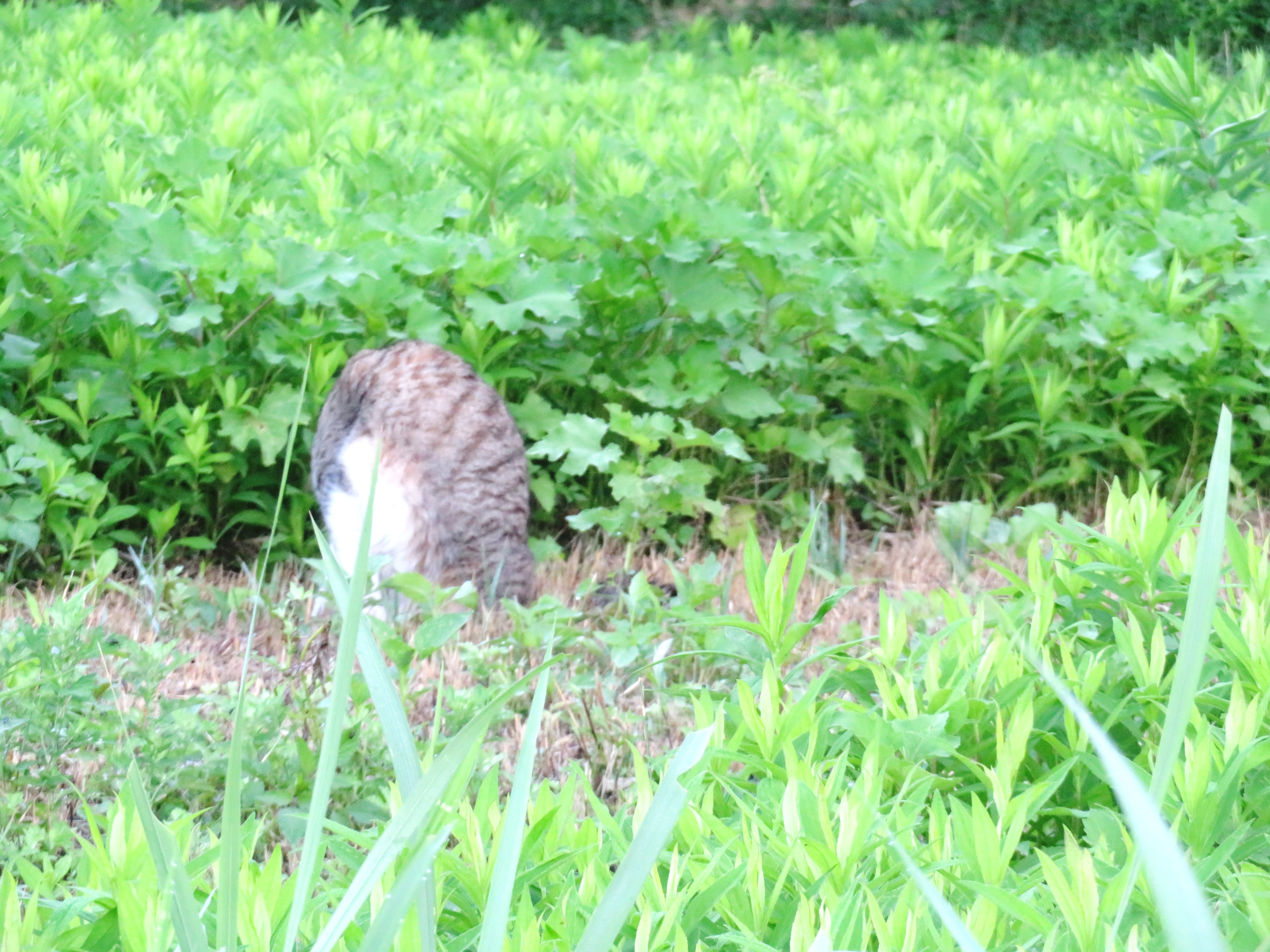 ねこ、風太 巡回