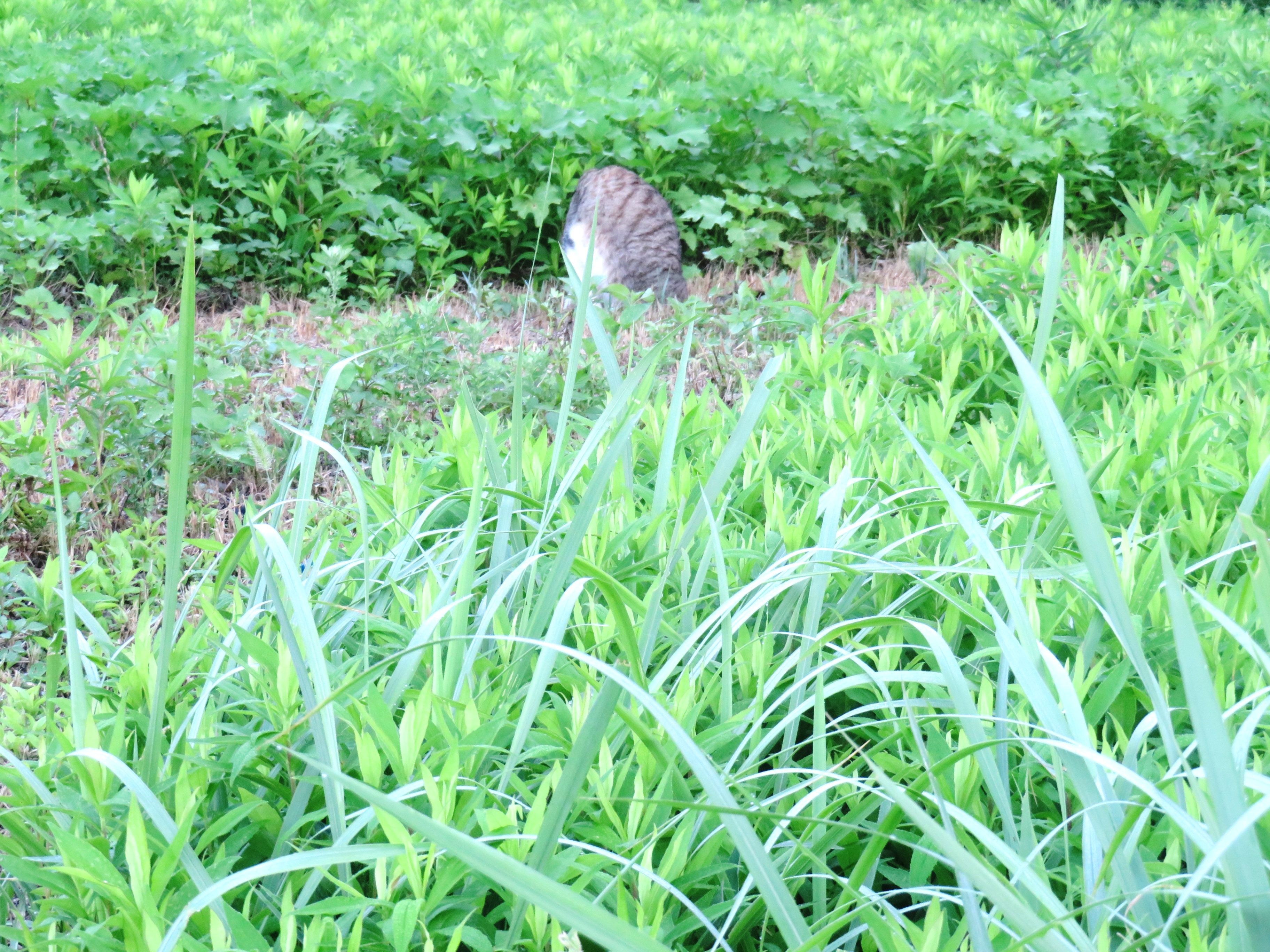 ねこ、風太 巡回