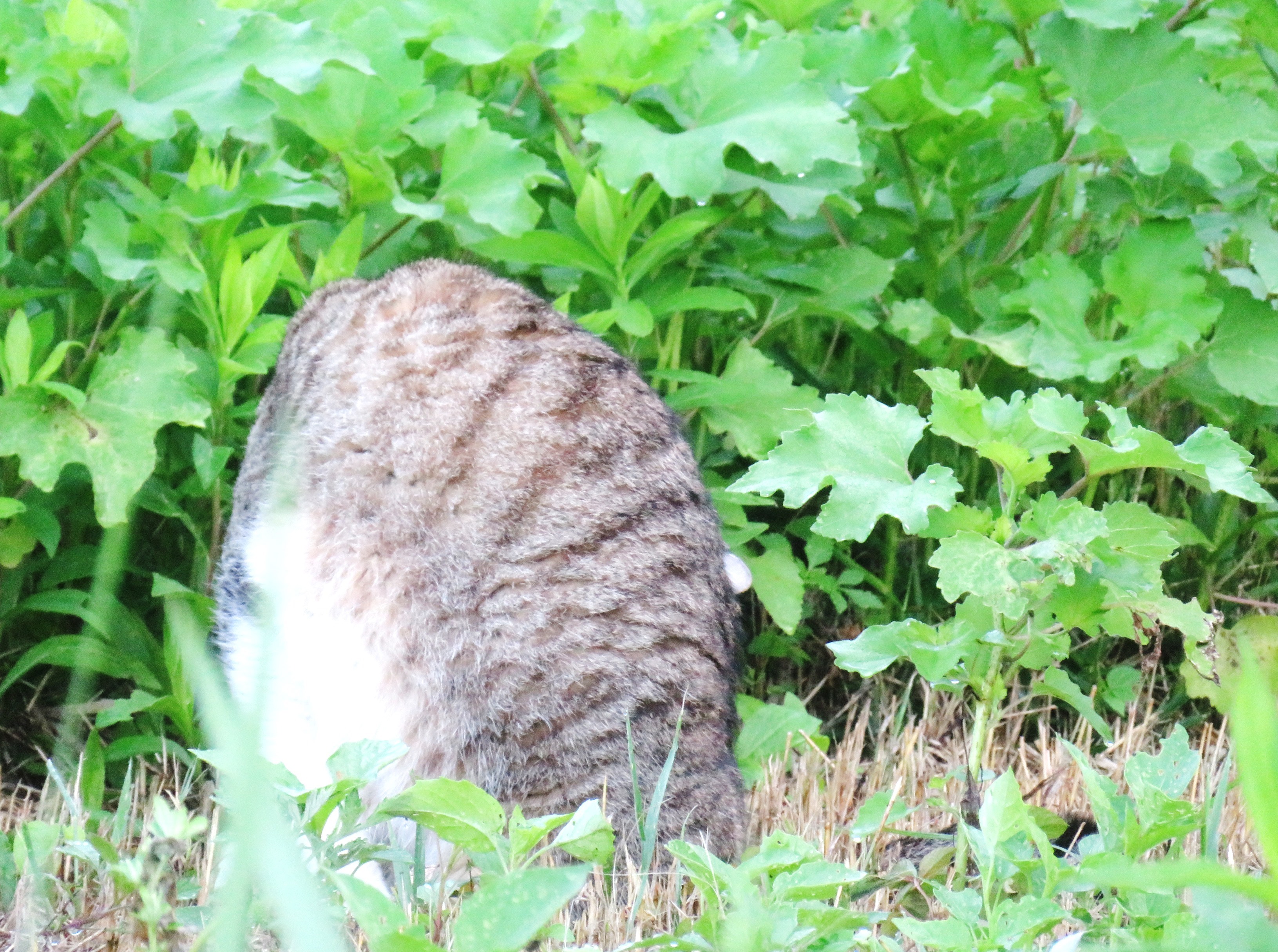 ねこ、風太 巡回