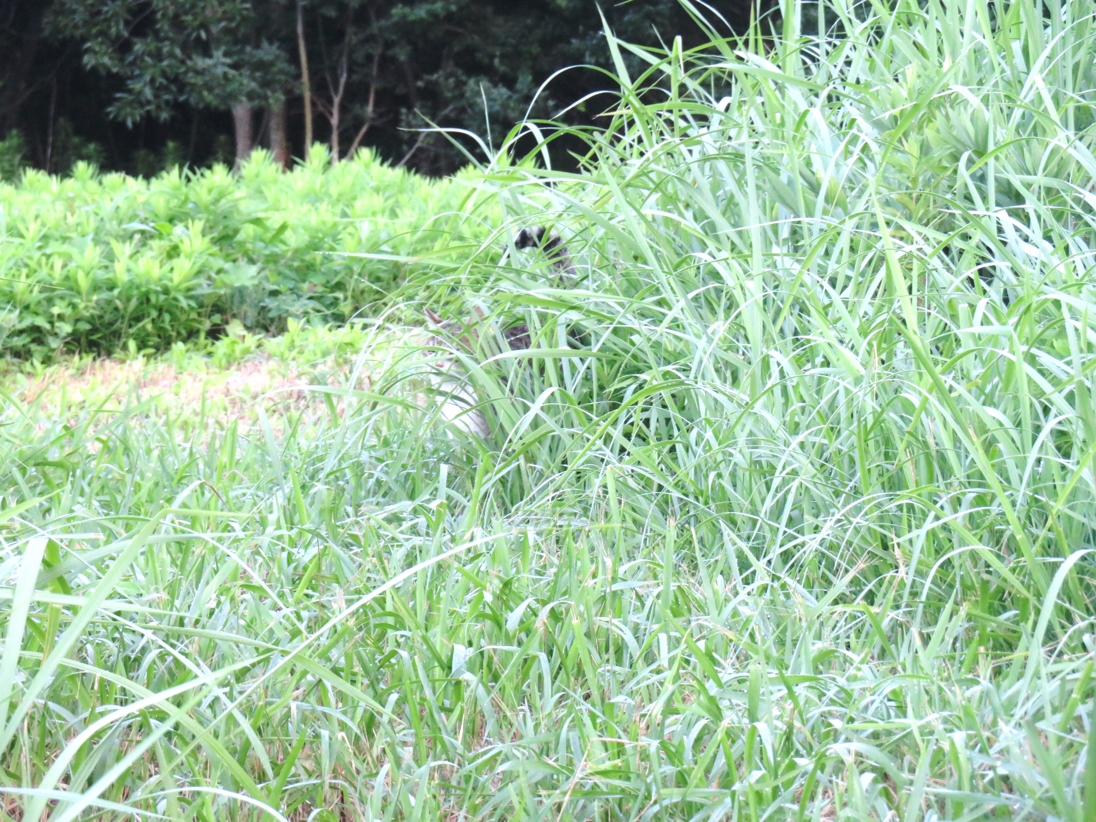 ねこ、風太　巡回