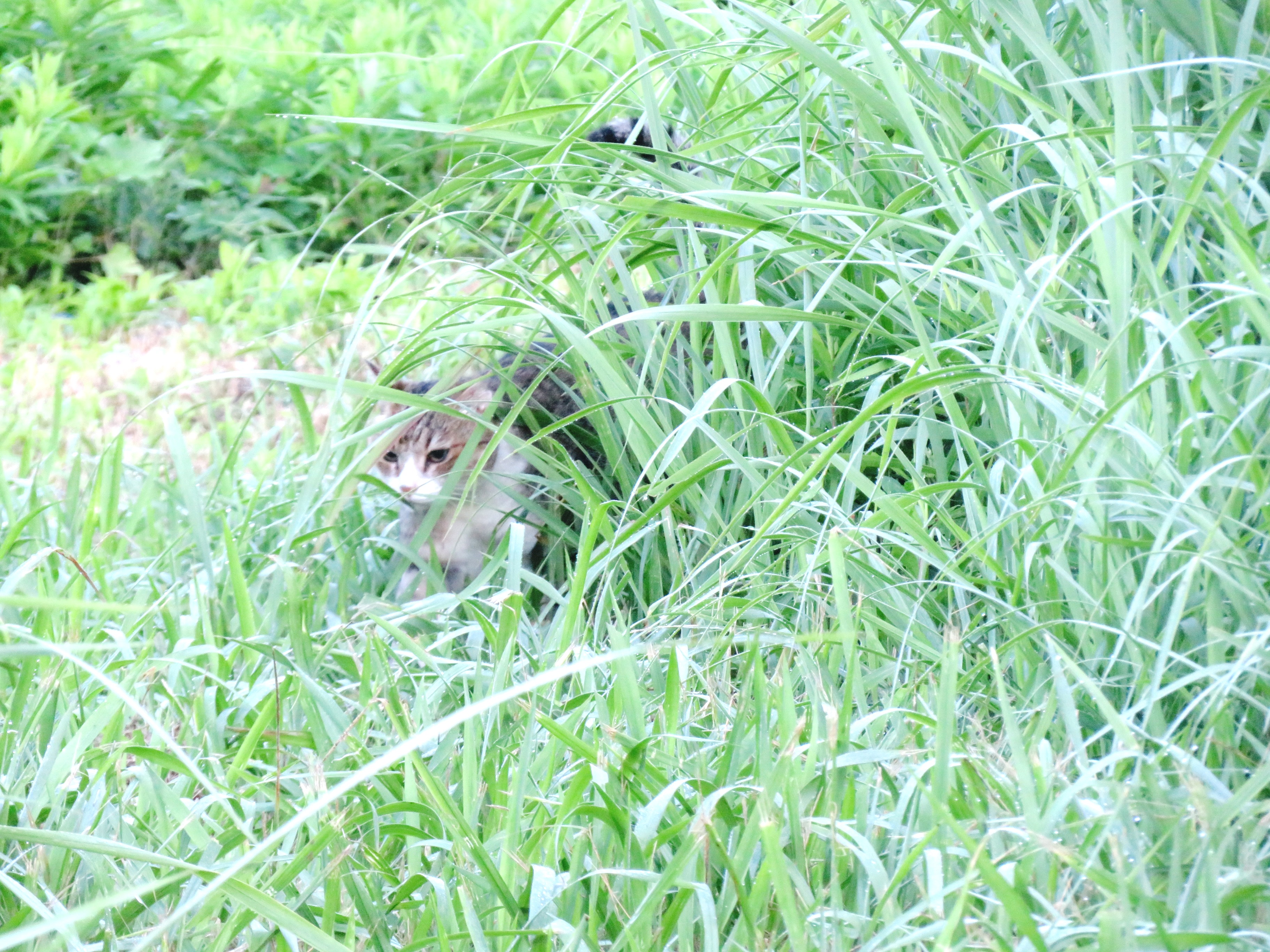 ねこ、風太　巡回