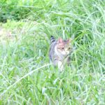 ねこ、風太　巡回