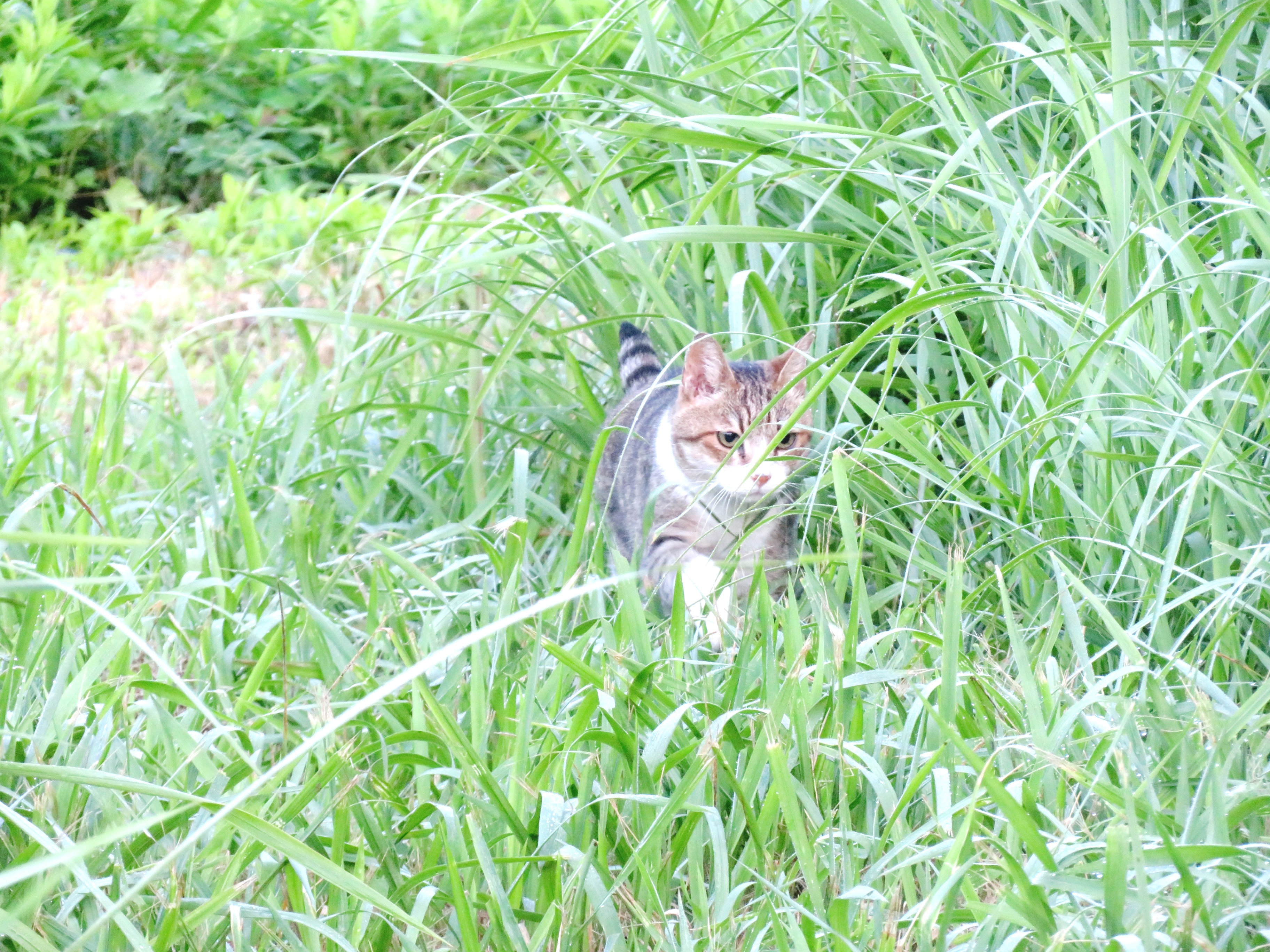 ねこ、風太　巡回