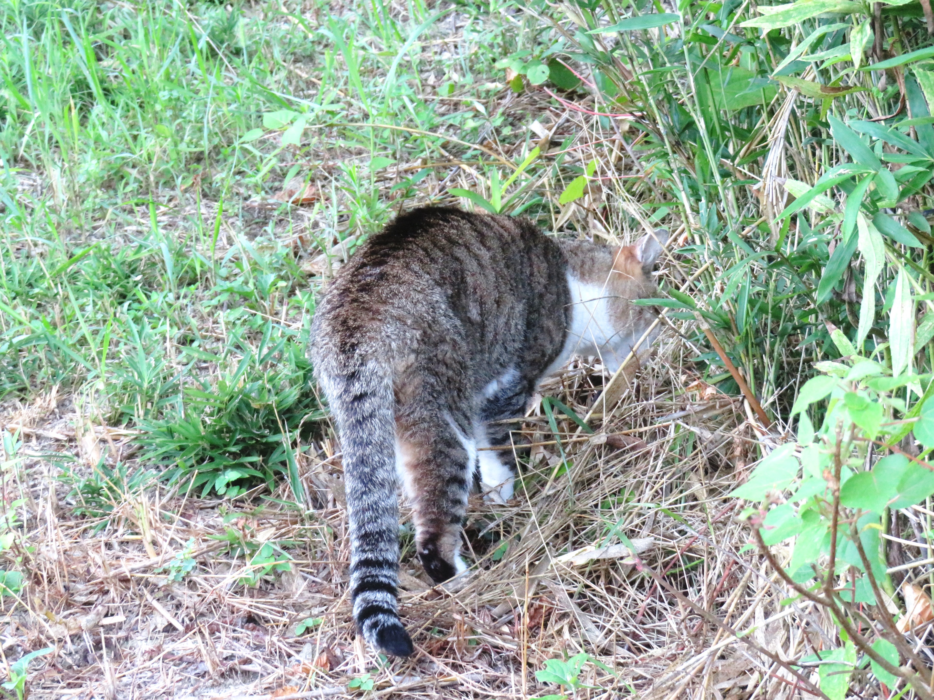 ねこ、風太　巡回