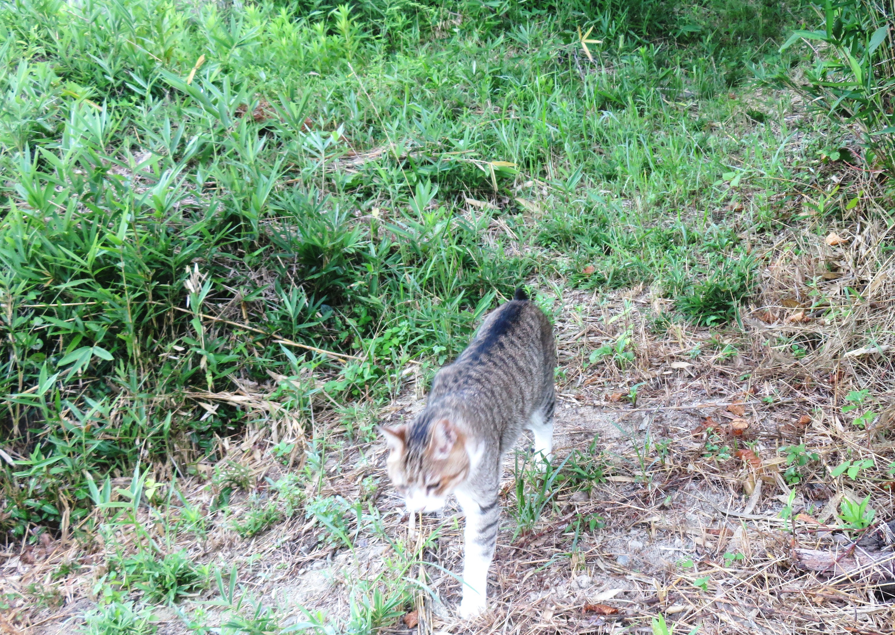 ねこ、風太　巡回