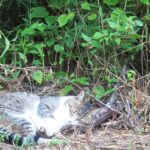ねこ、風太　巡回