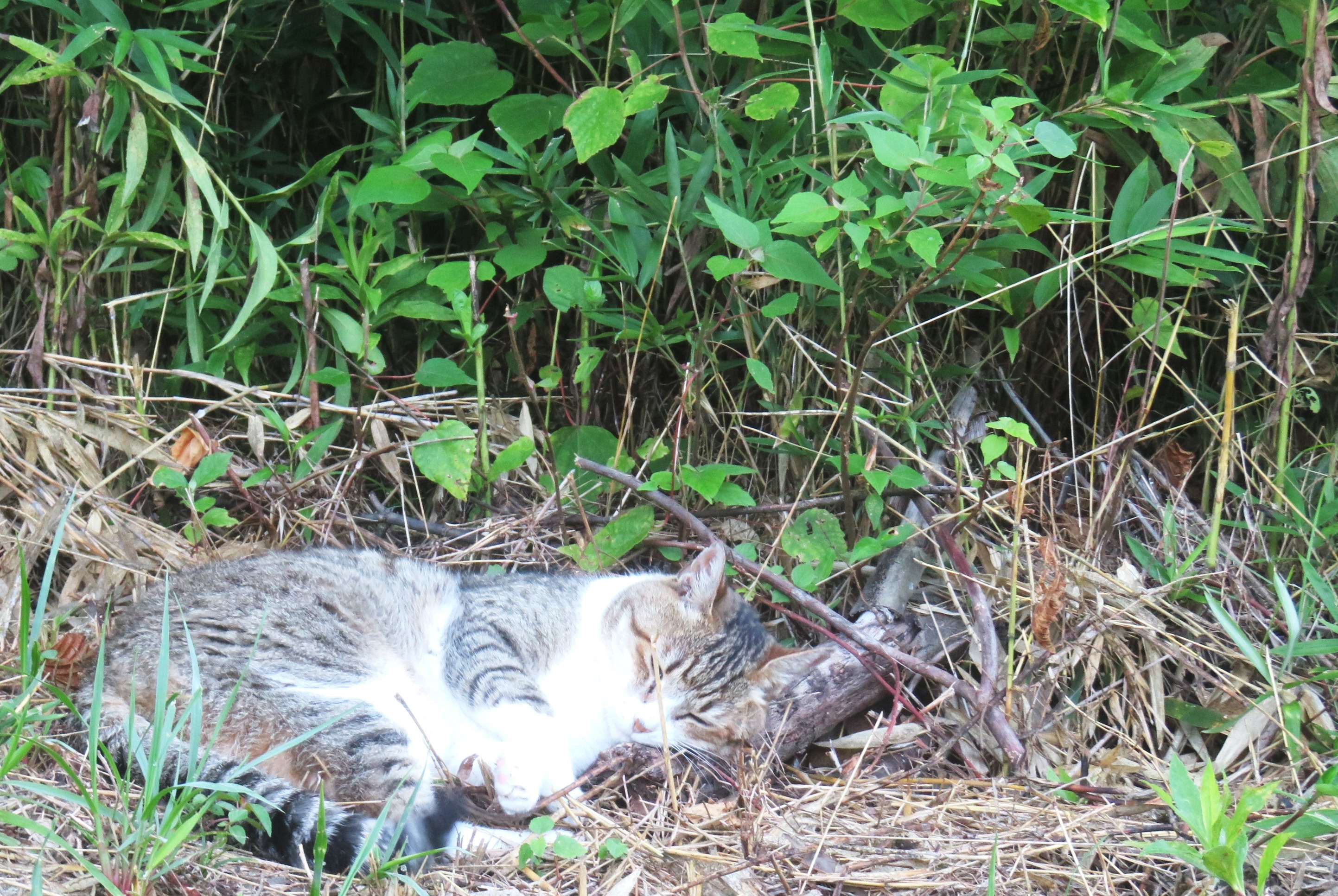 ねこ、風太　巡回
