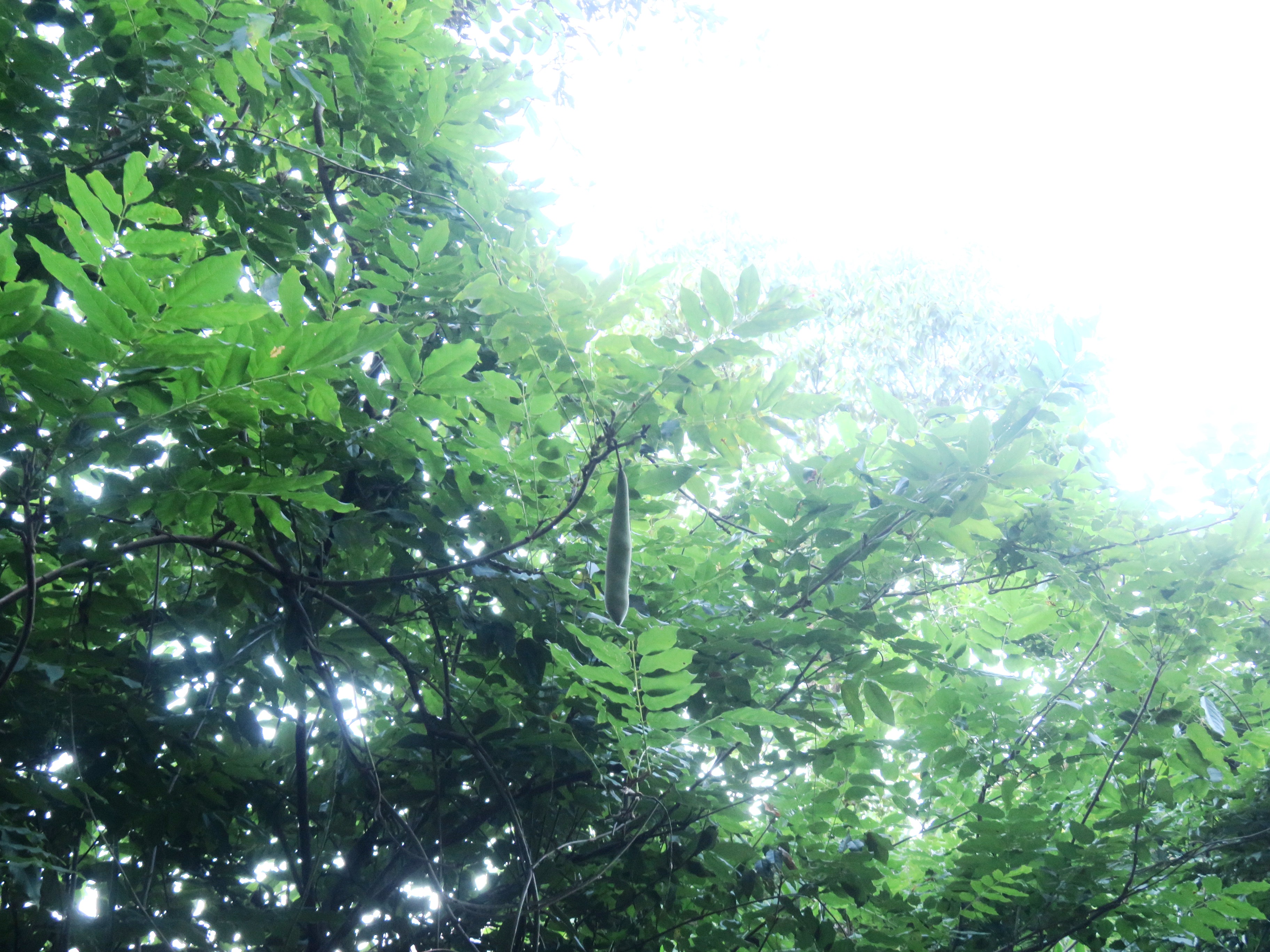 晩夏の朝
