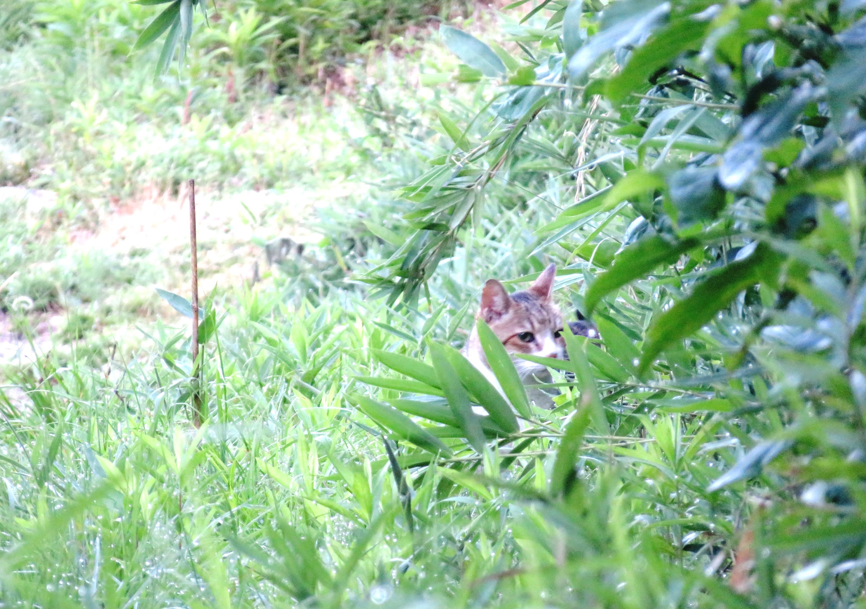 ねこ、風太 巡回