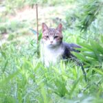 ねこ、風太　巡回