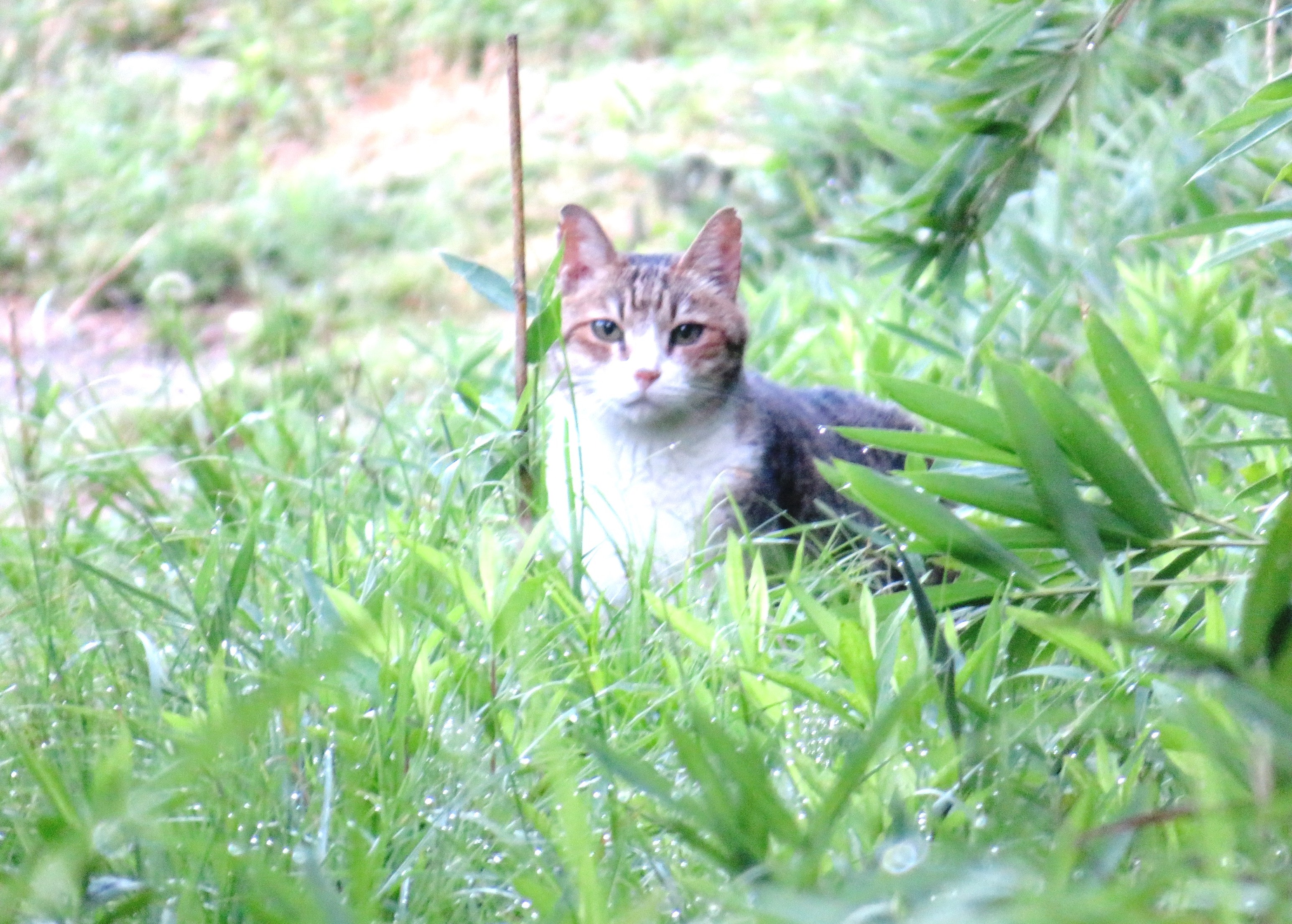 ねこ、風太 巡回