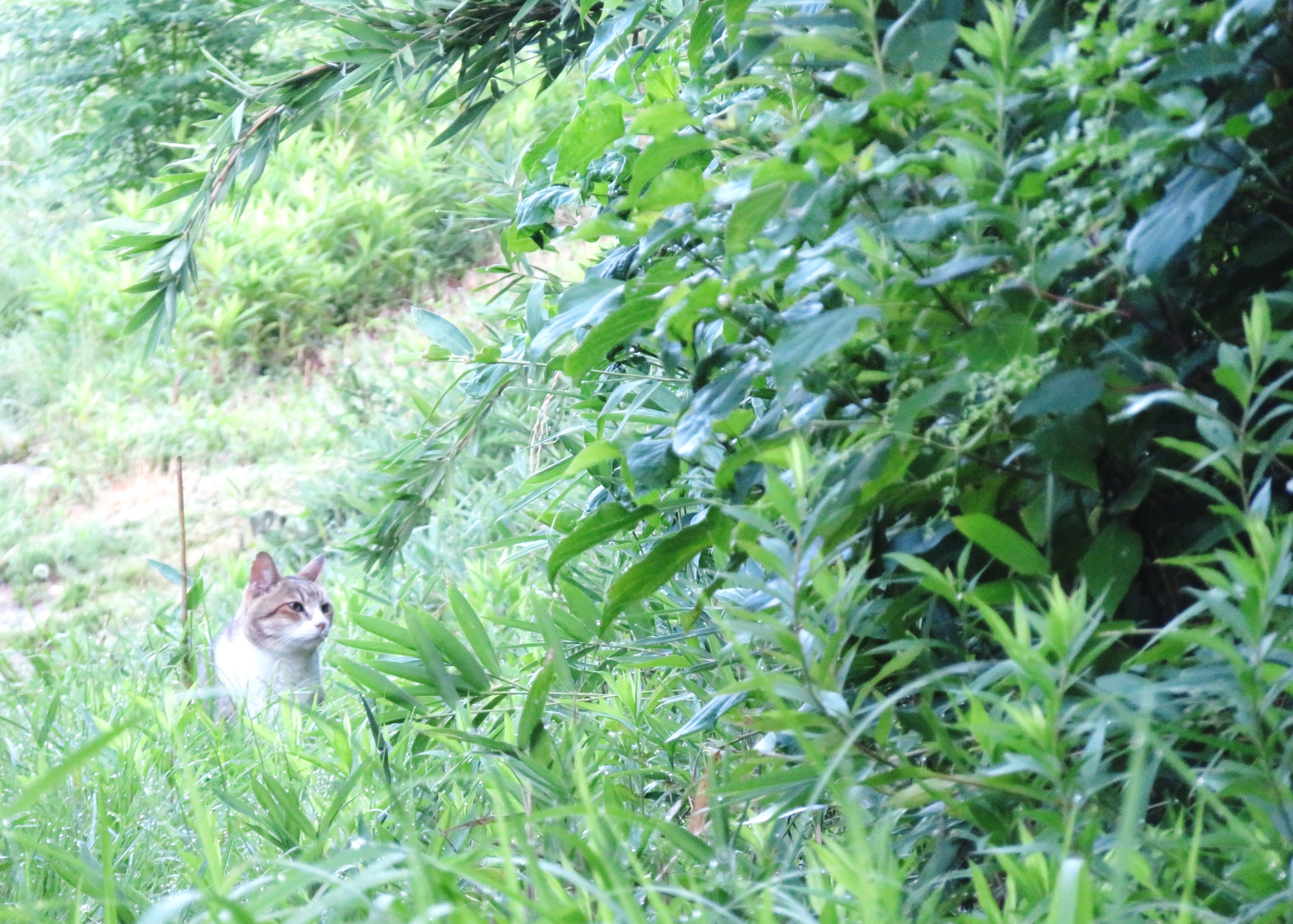 ねこ、風太 巡回