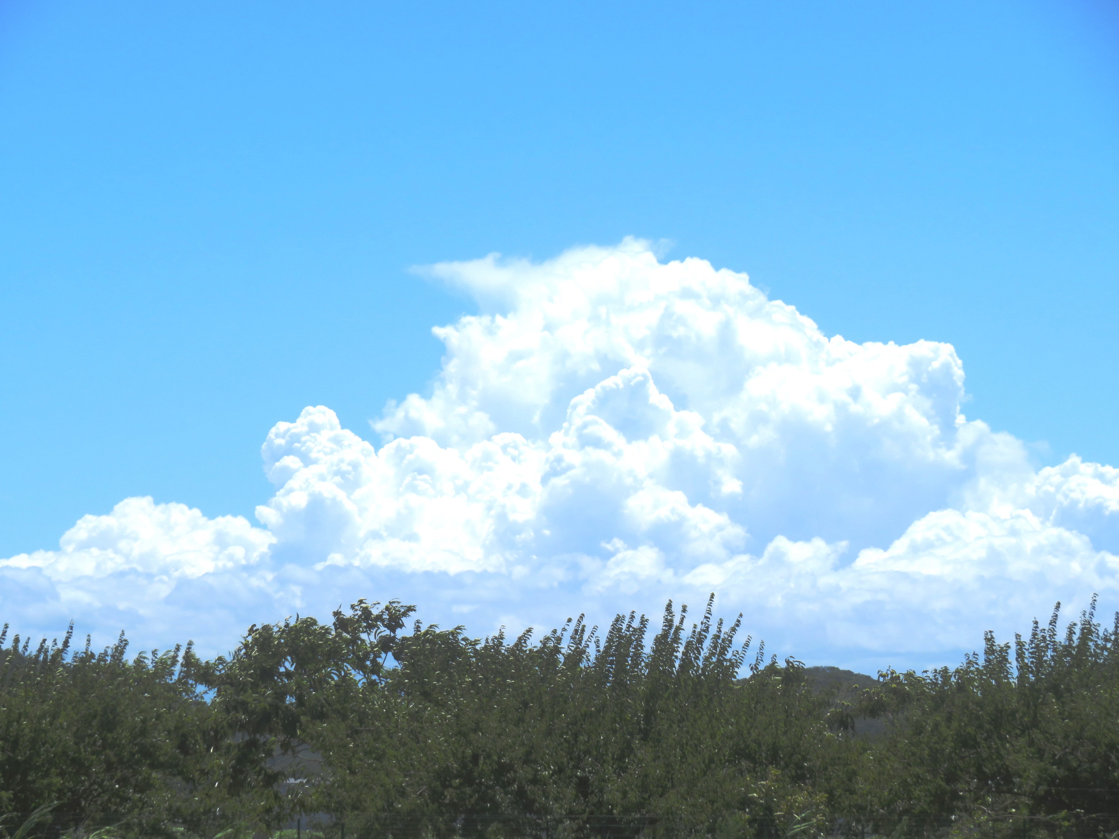入道雲