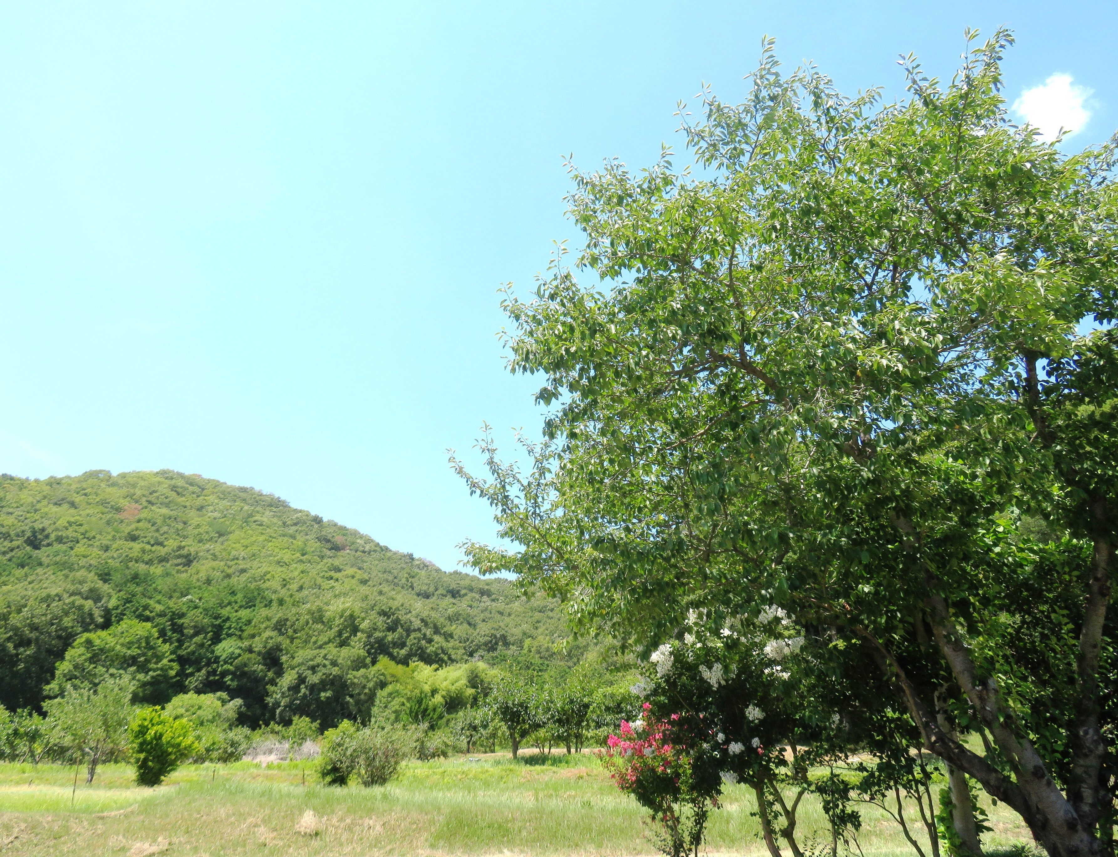 お盆の田舎