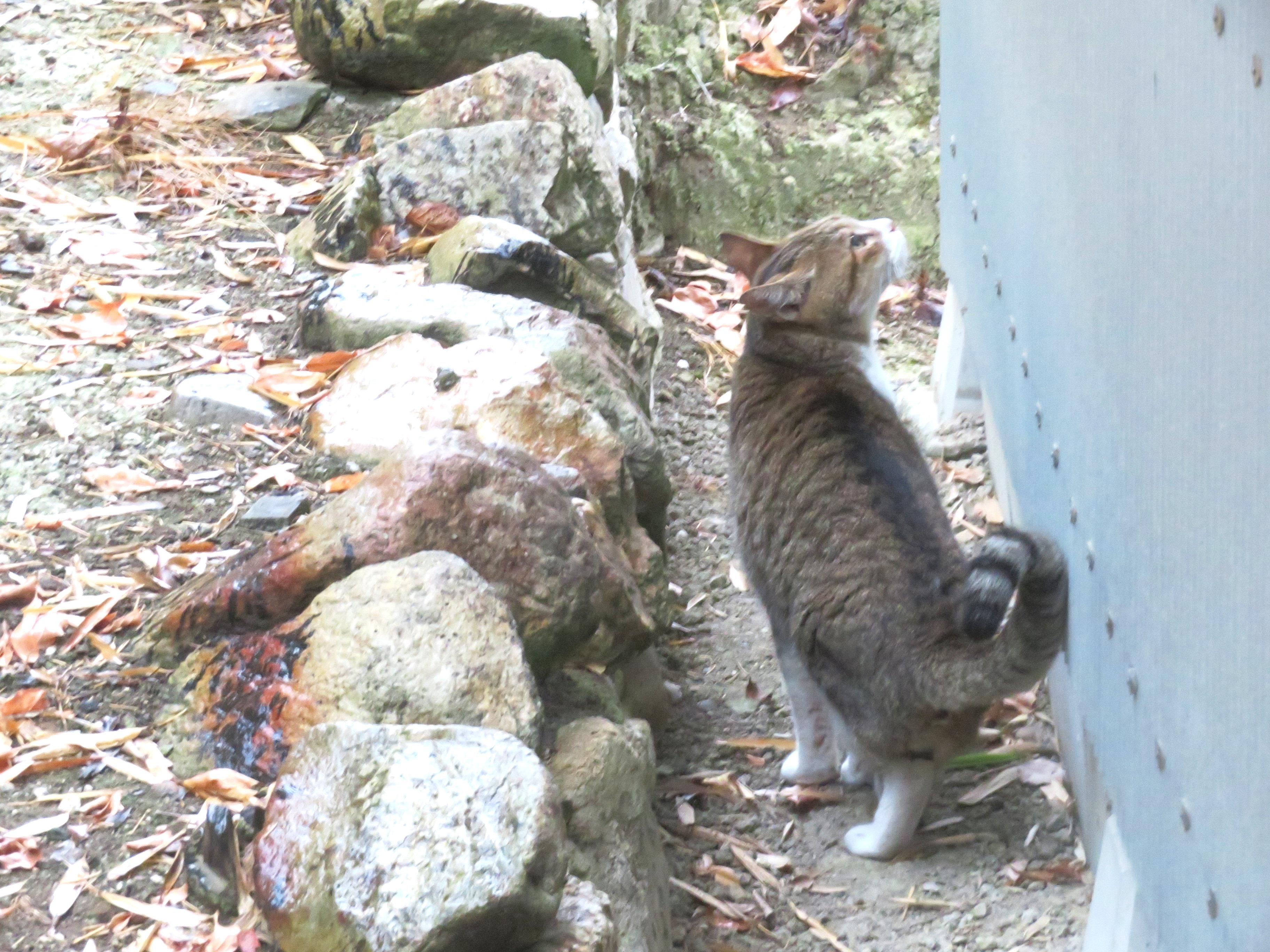 ねこ、風太 巡回
