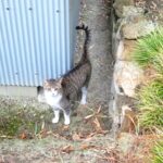 ねこ、風太　巡回