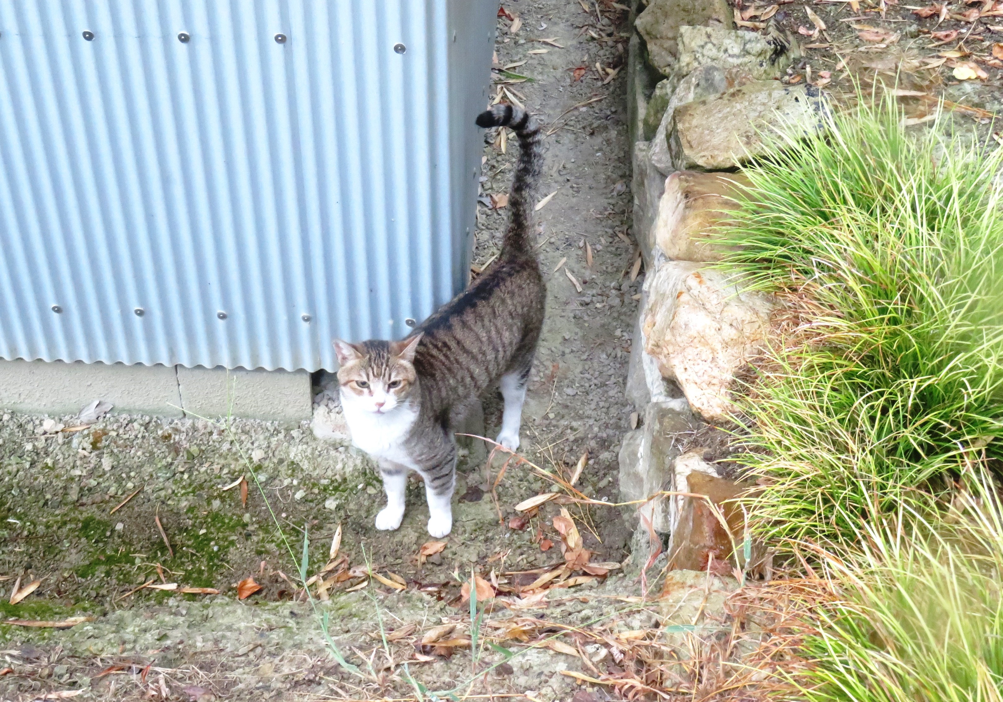 ねこ、風太 巡回