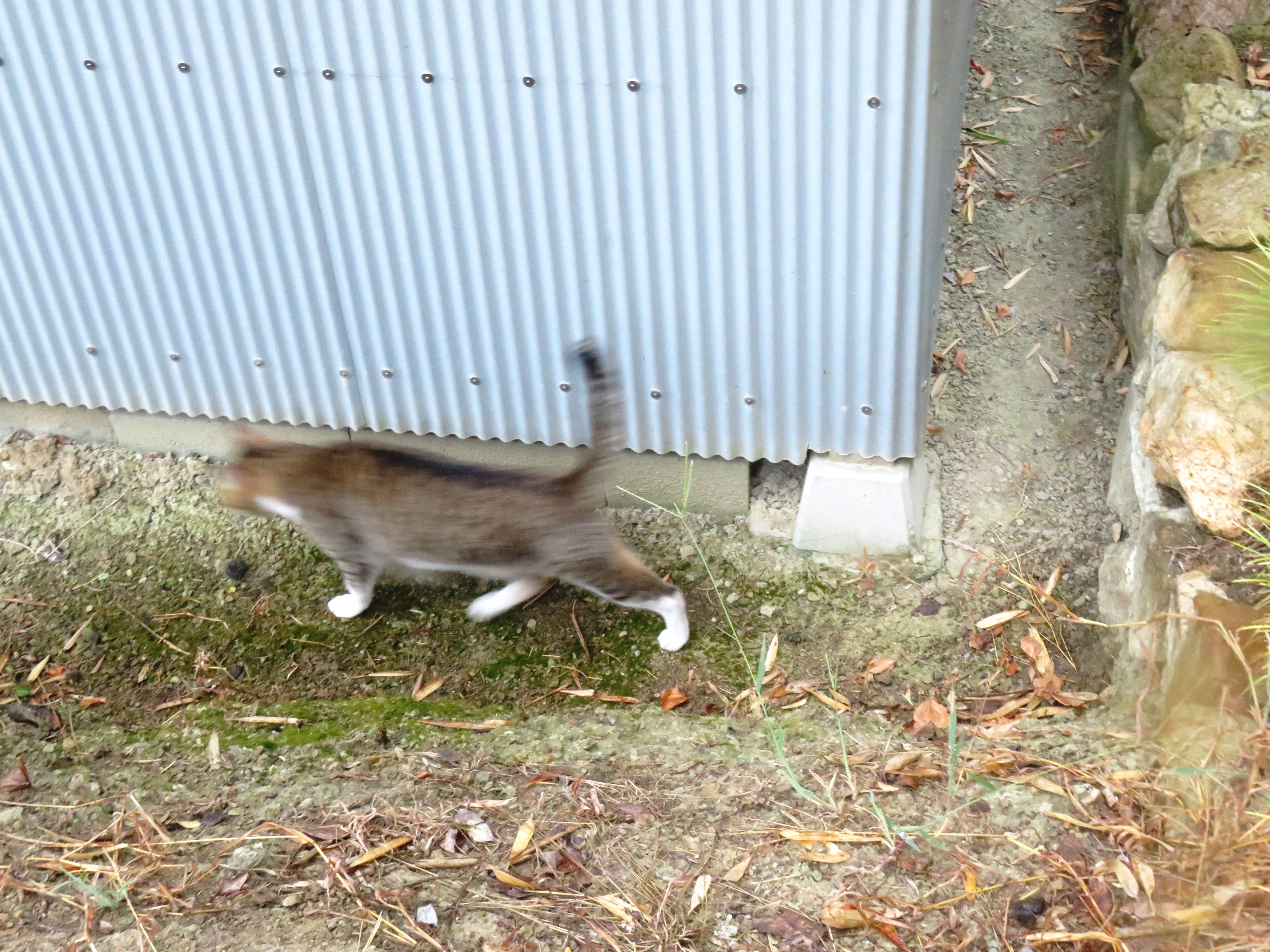 ねこ、風太 巡回