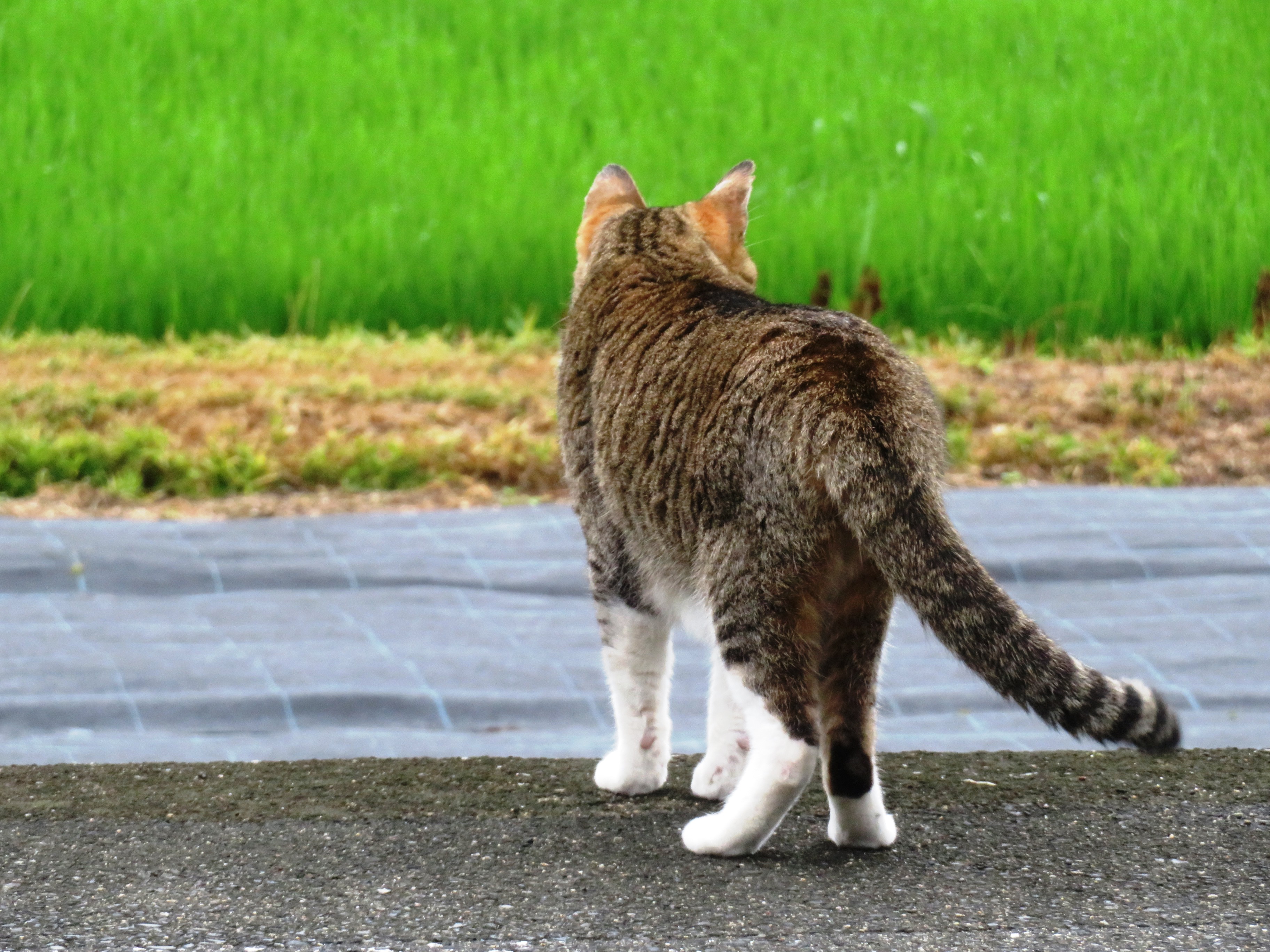ねこ、風太 巡回