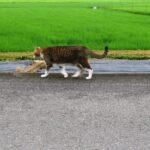ねこ、風太　巡回