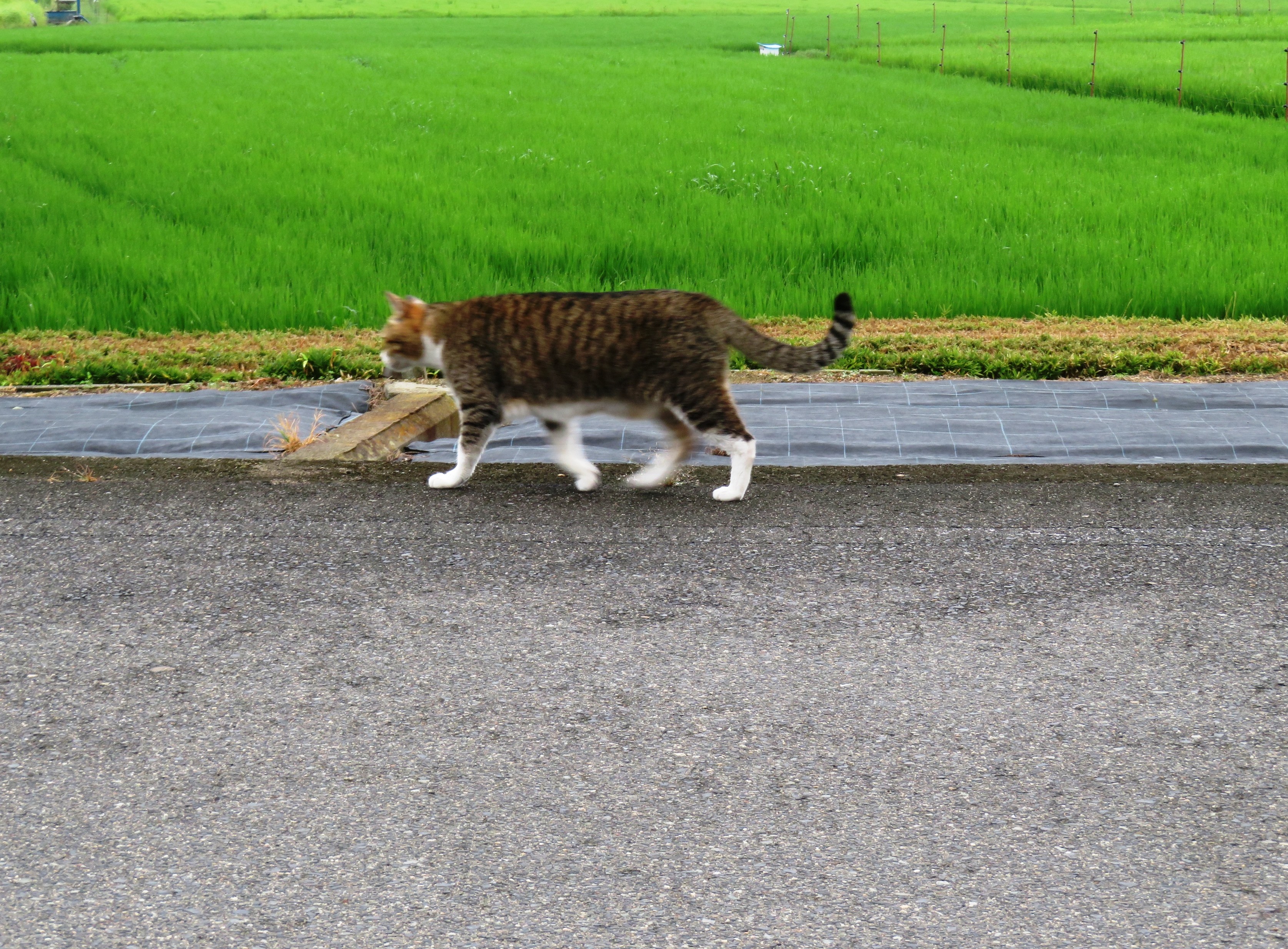 ねこ、風太 巡回