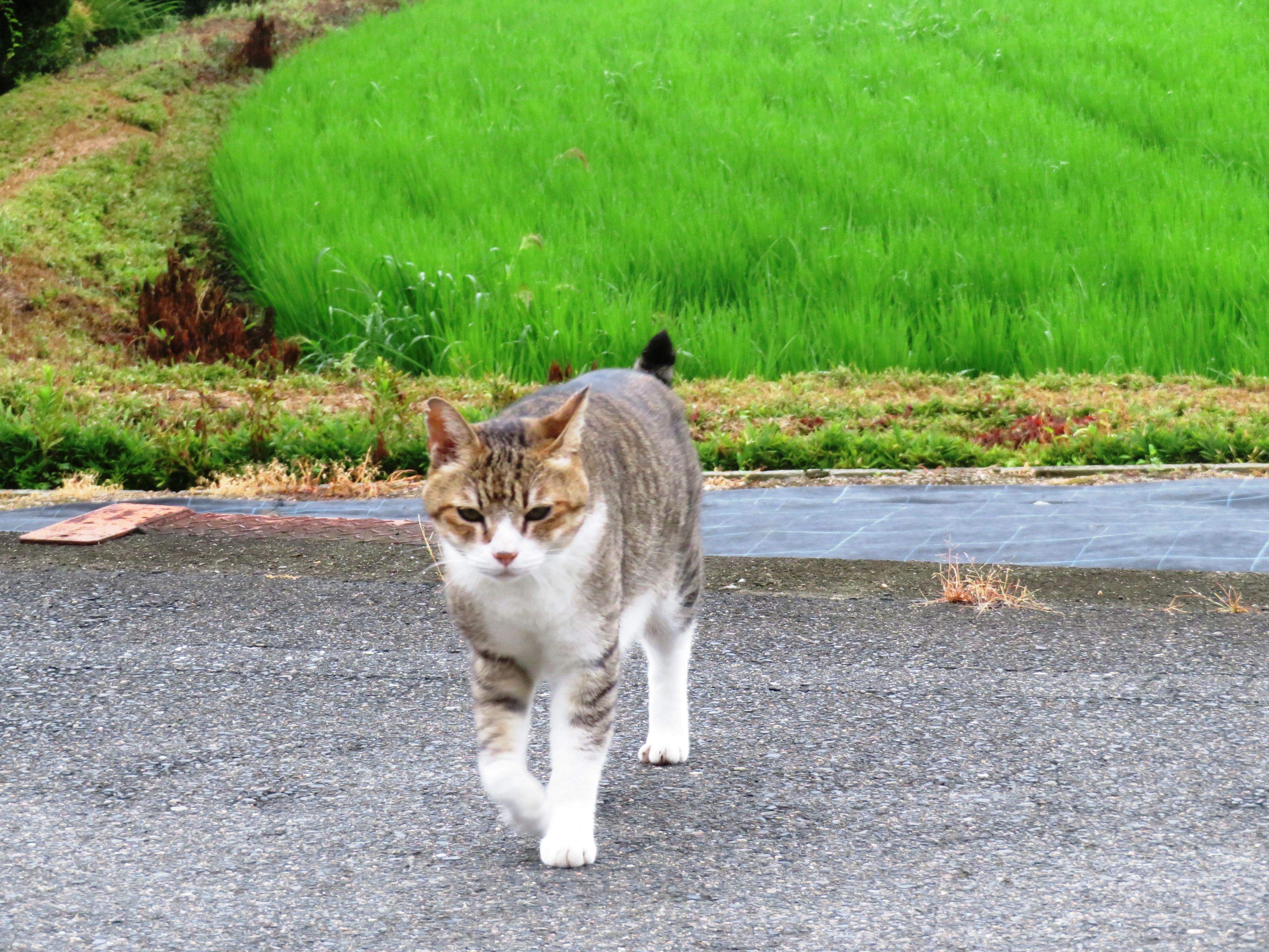 ねこ、風太 巡回