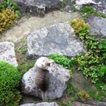 ねこ、風太　巡回