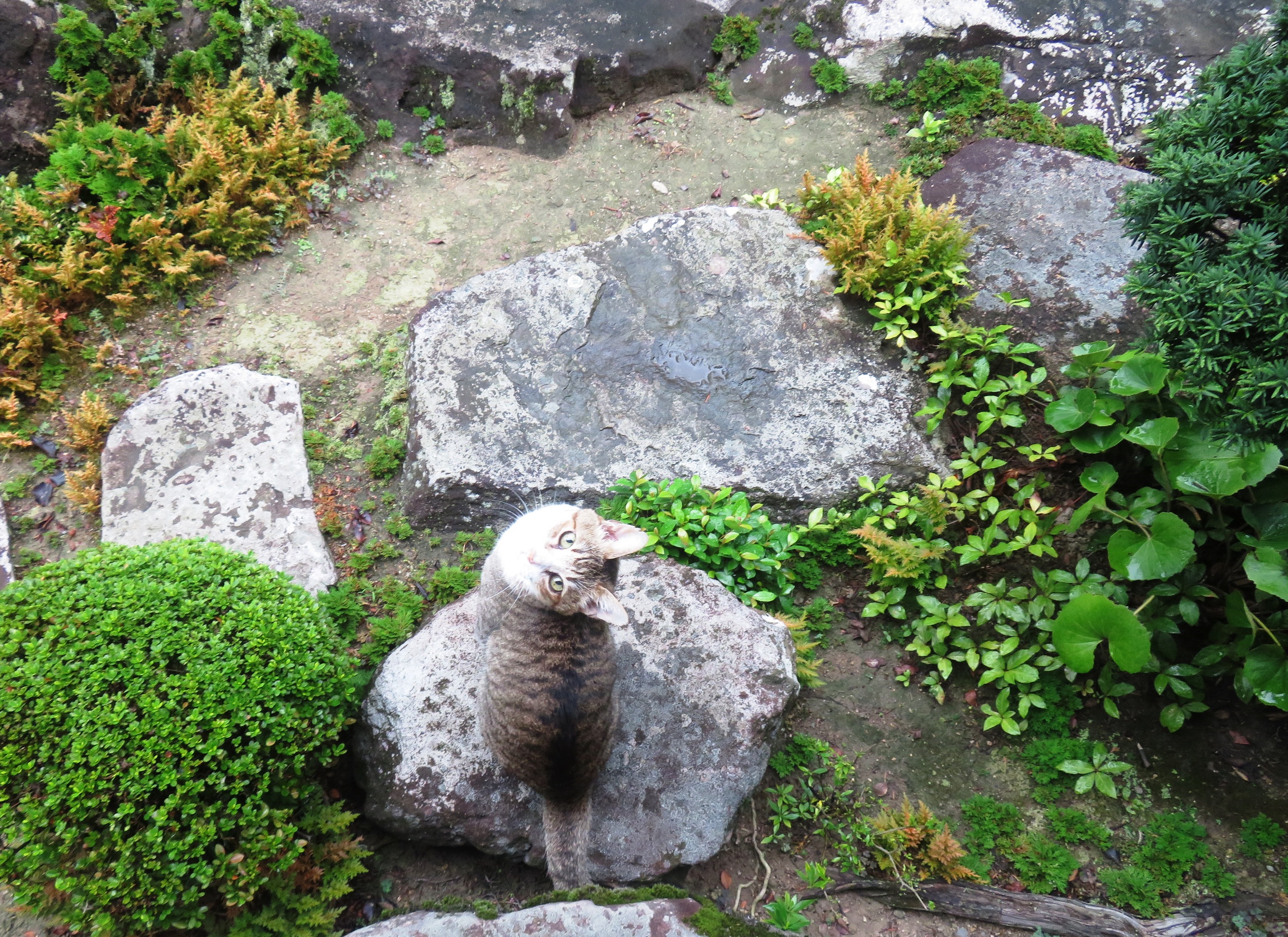 ねこ、風太　巡回