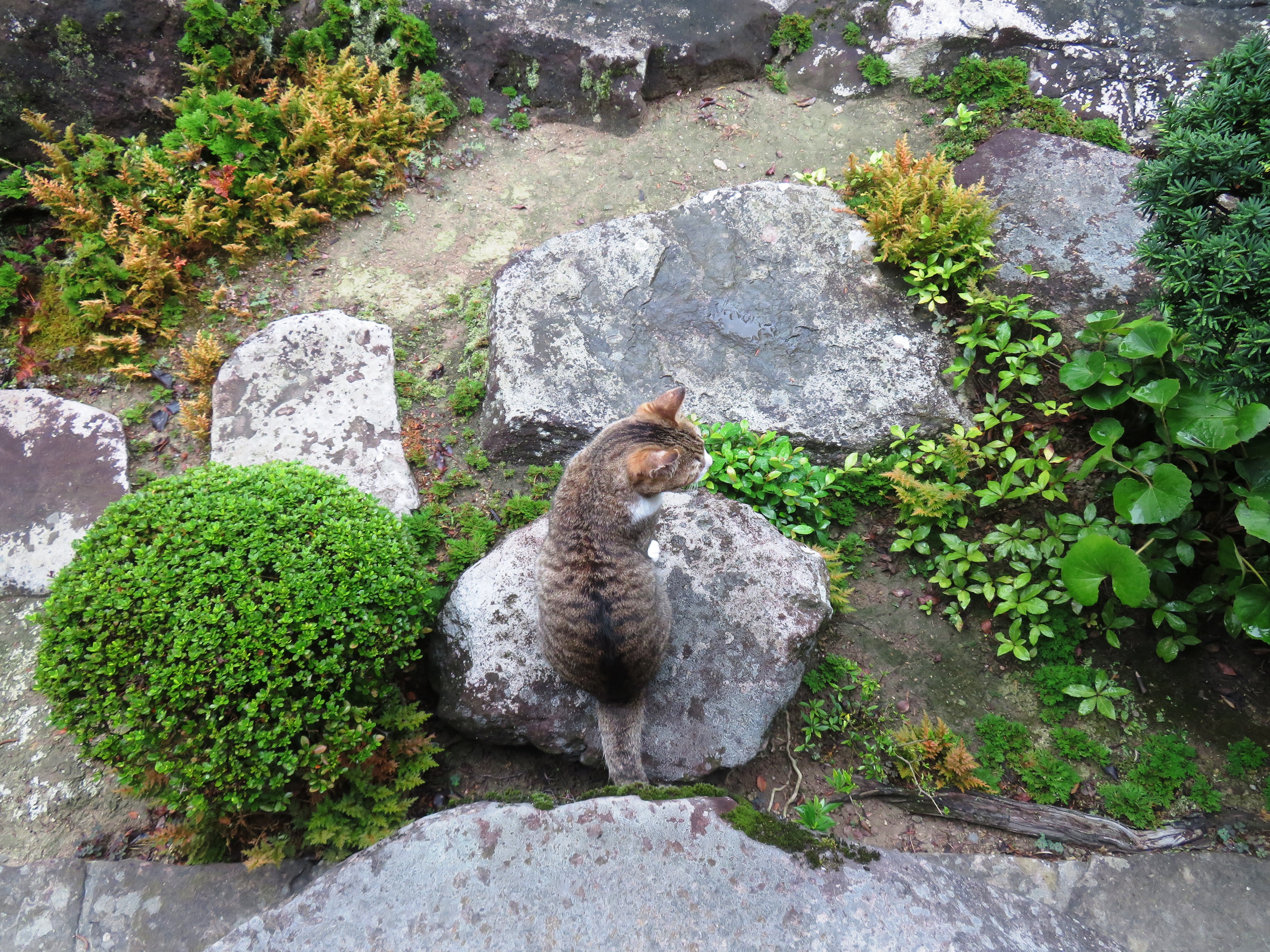 ねこ、風太　巡回