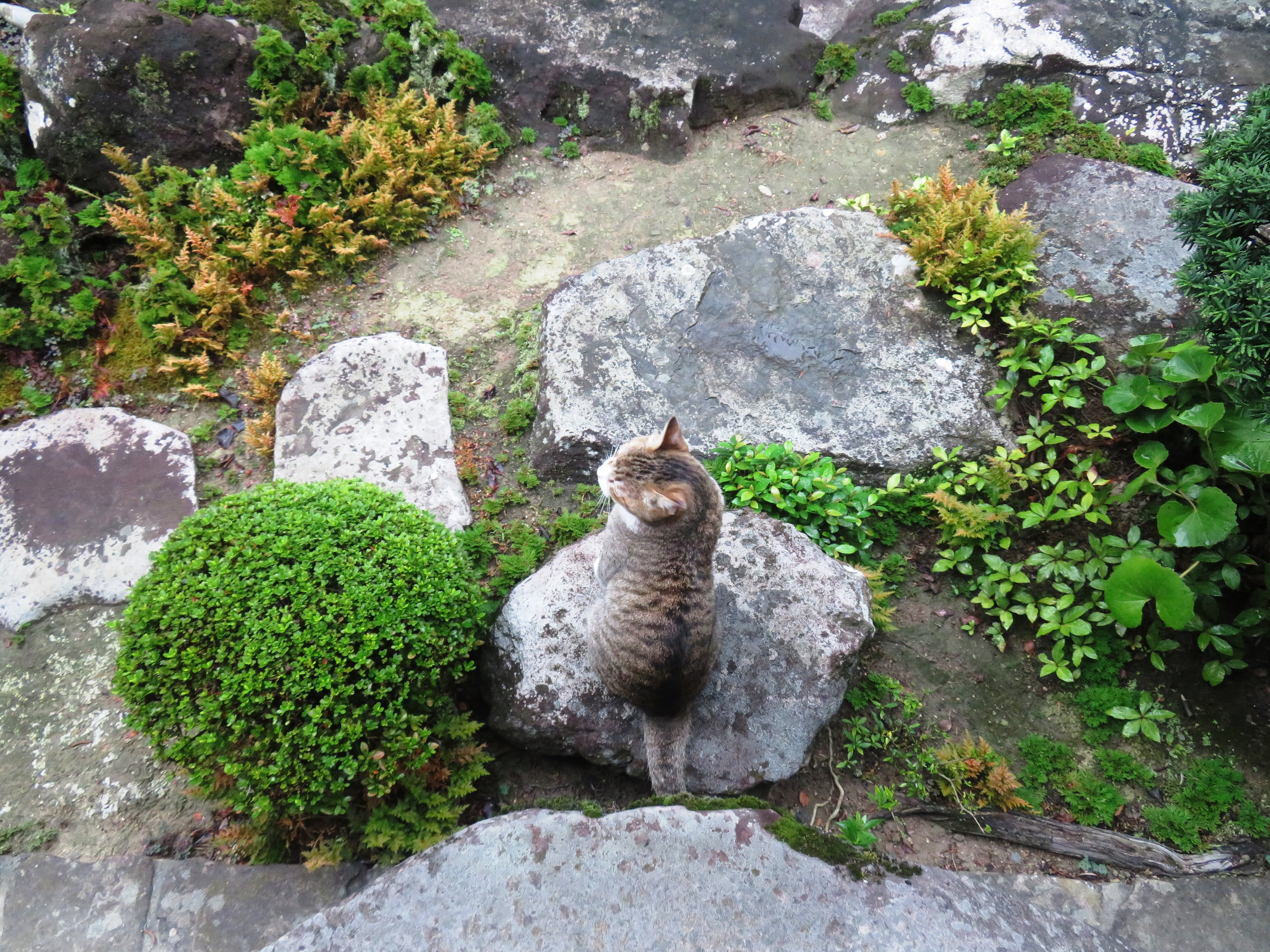 ねこ、風太　巡回