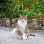 ねこ、風太　巡回